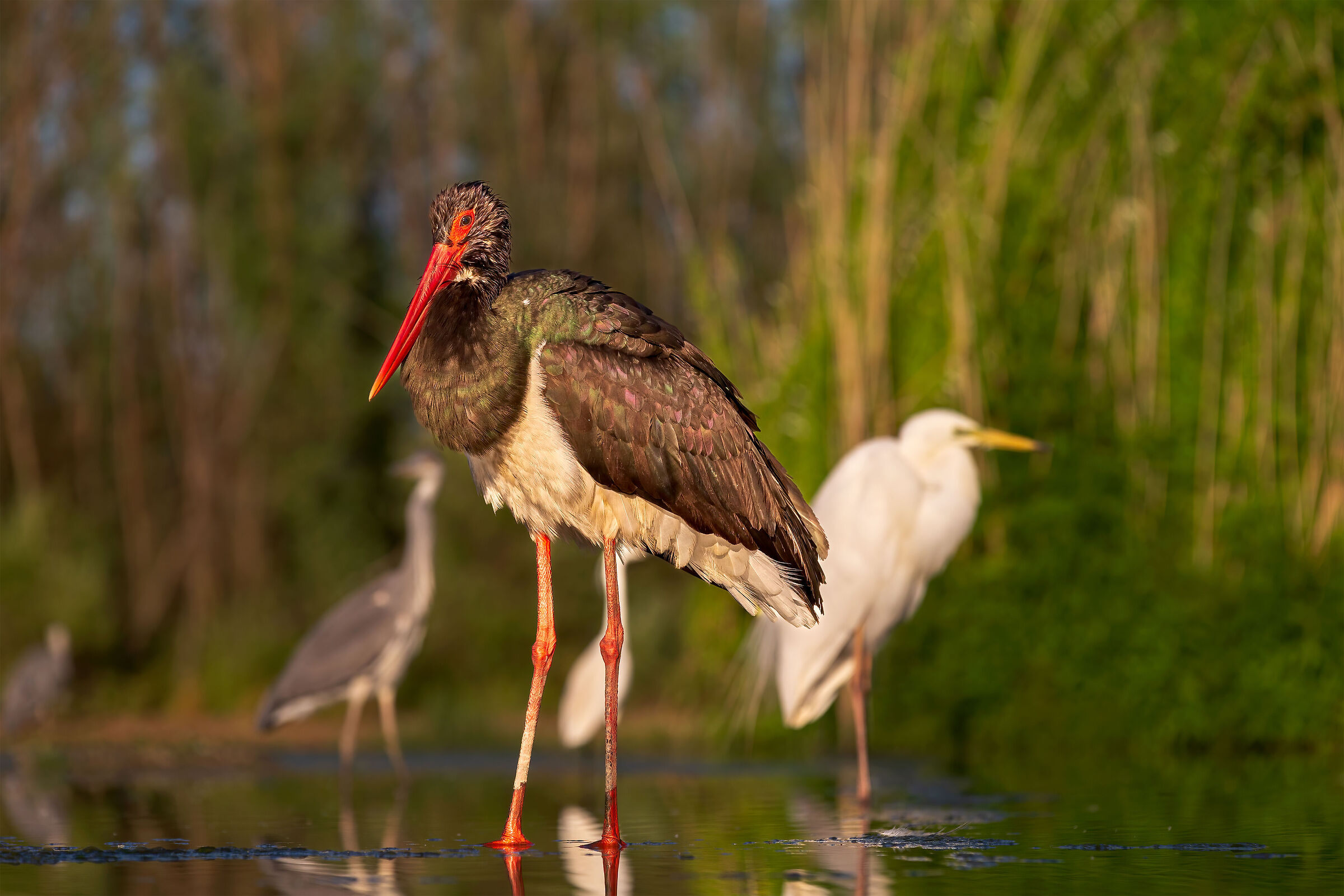 Black stork