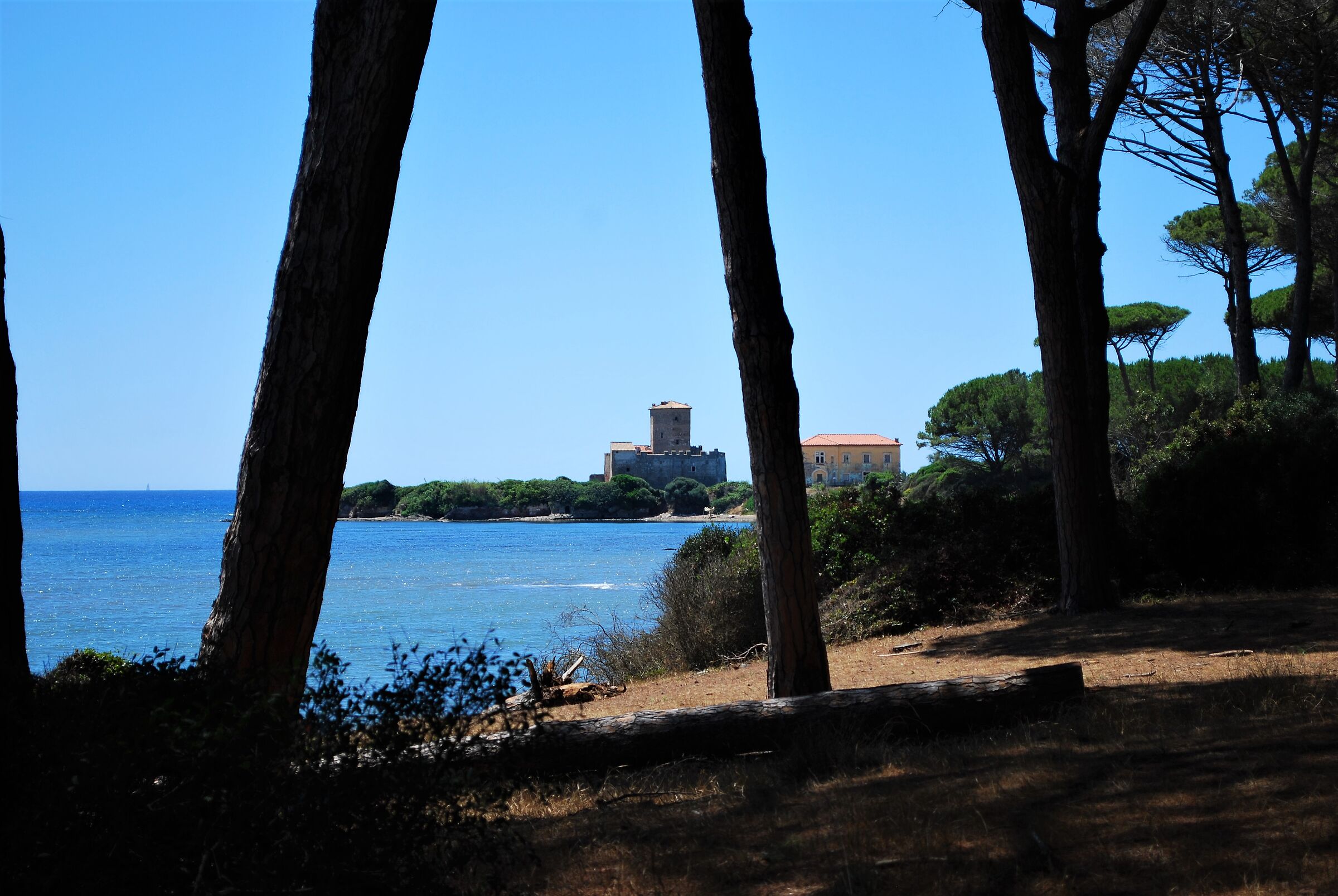 La pineta di Torre Astura