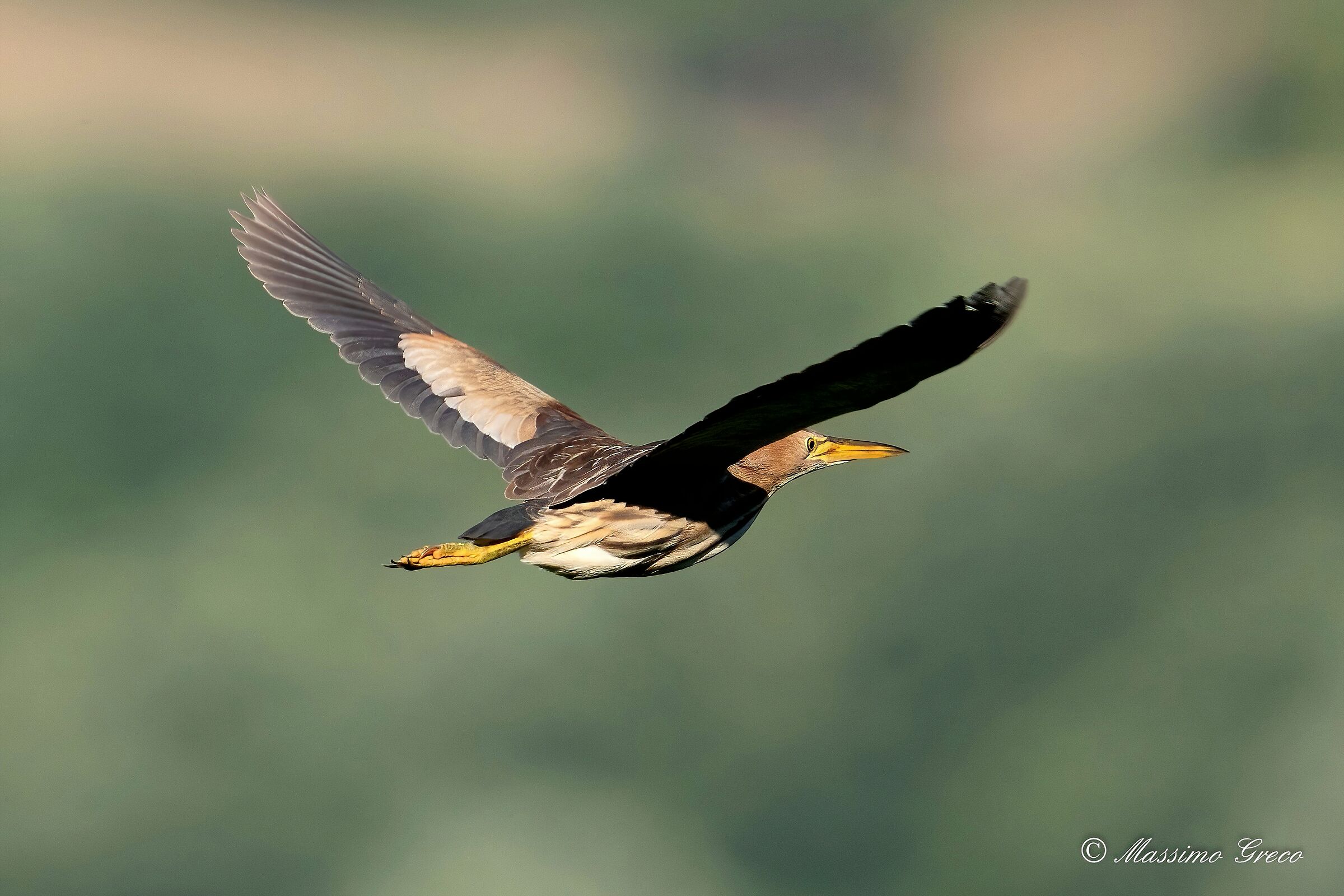 Tarabusino (Ixobrychus minutus)