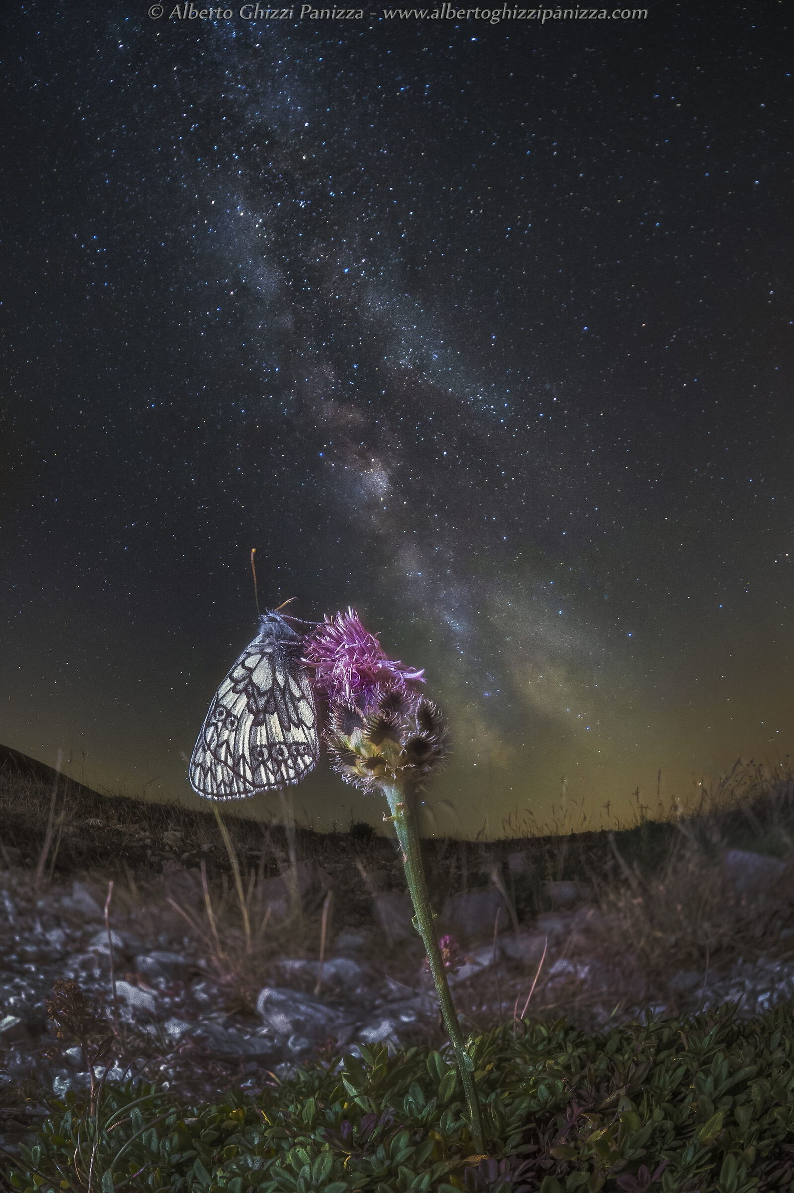 A butterfly rests in the light of the stars