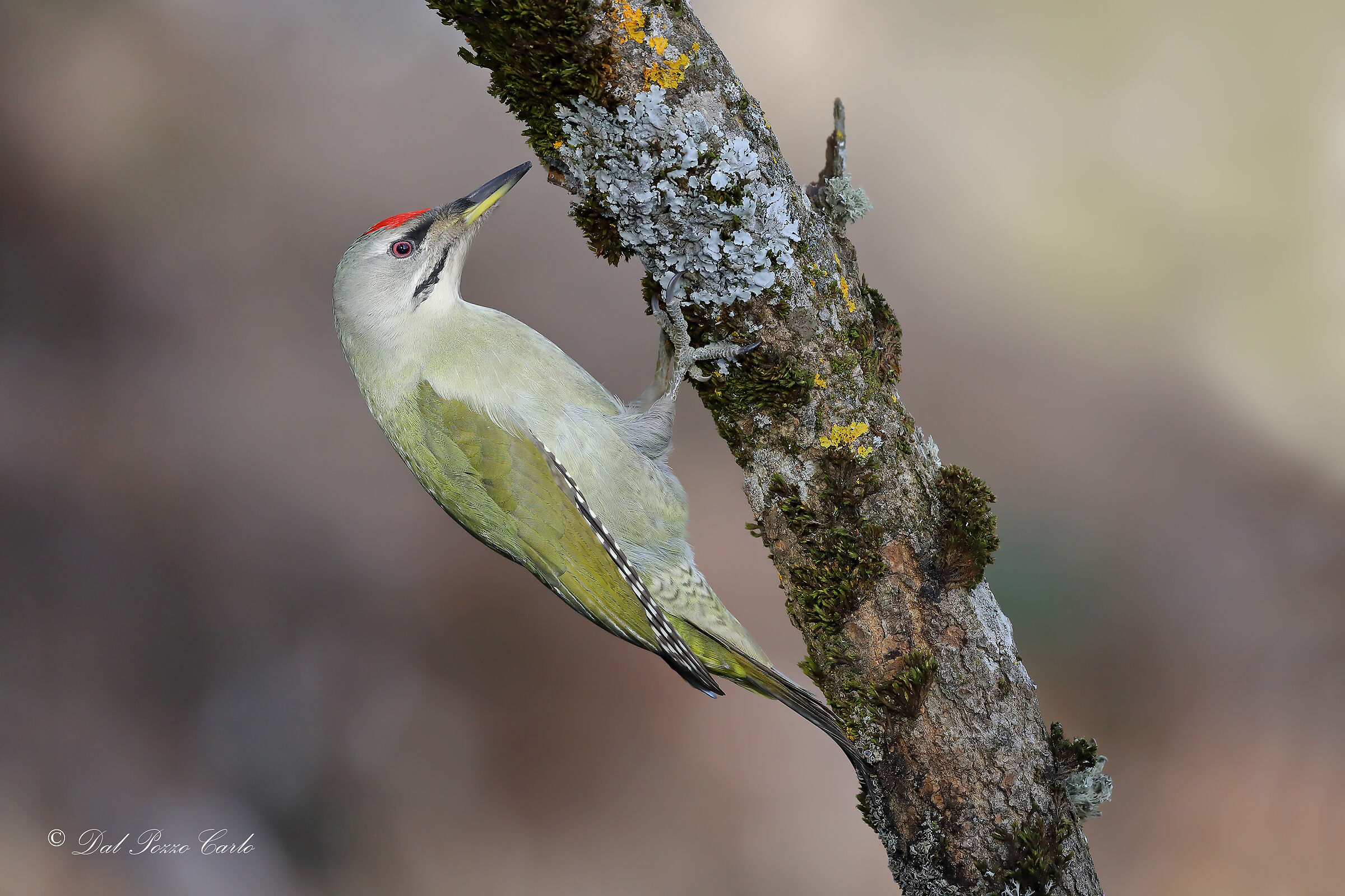 Grey-headed woodpecker