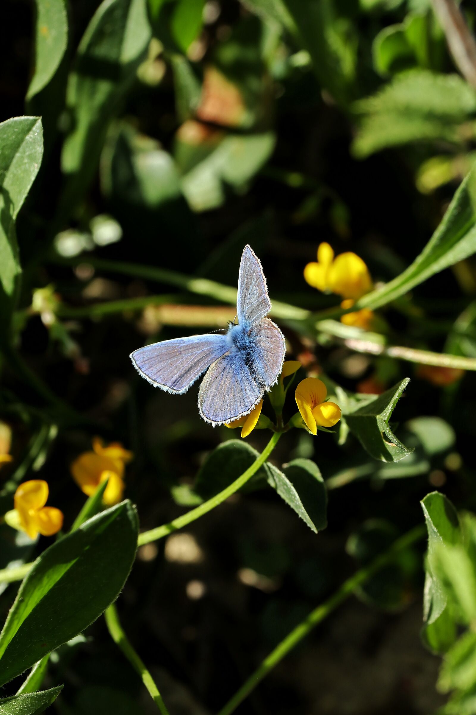 Polyommatus icarus