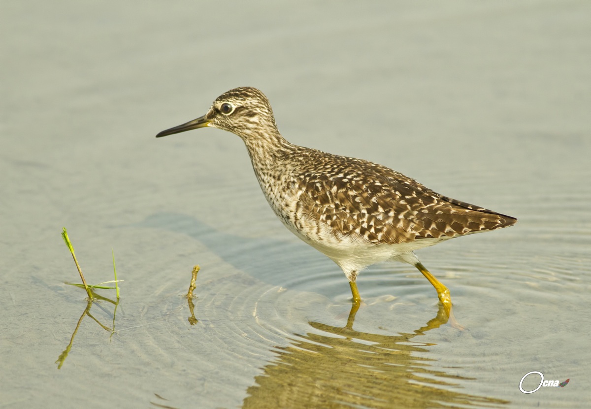 piro piro boschereccio