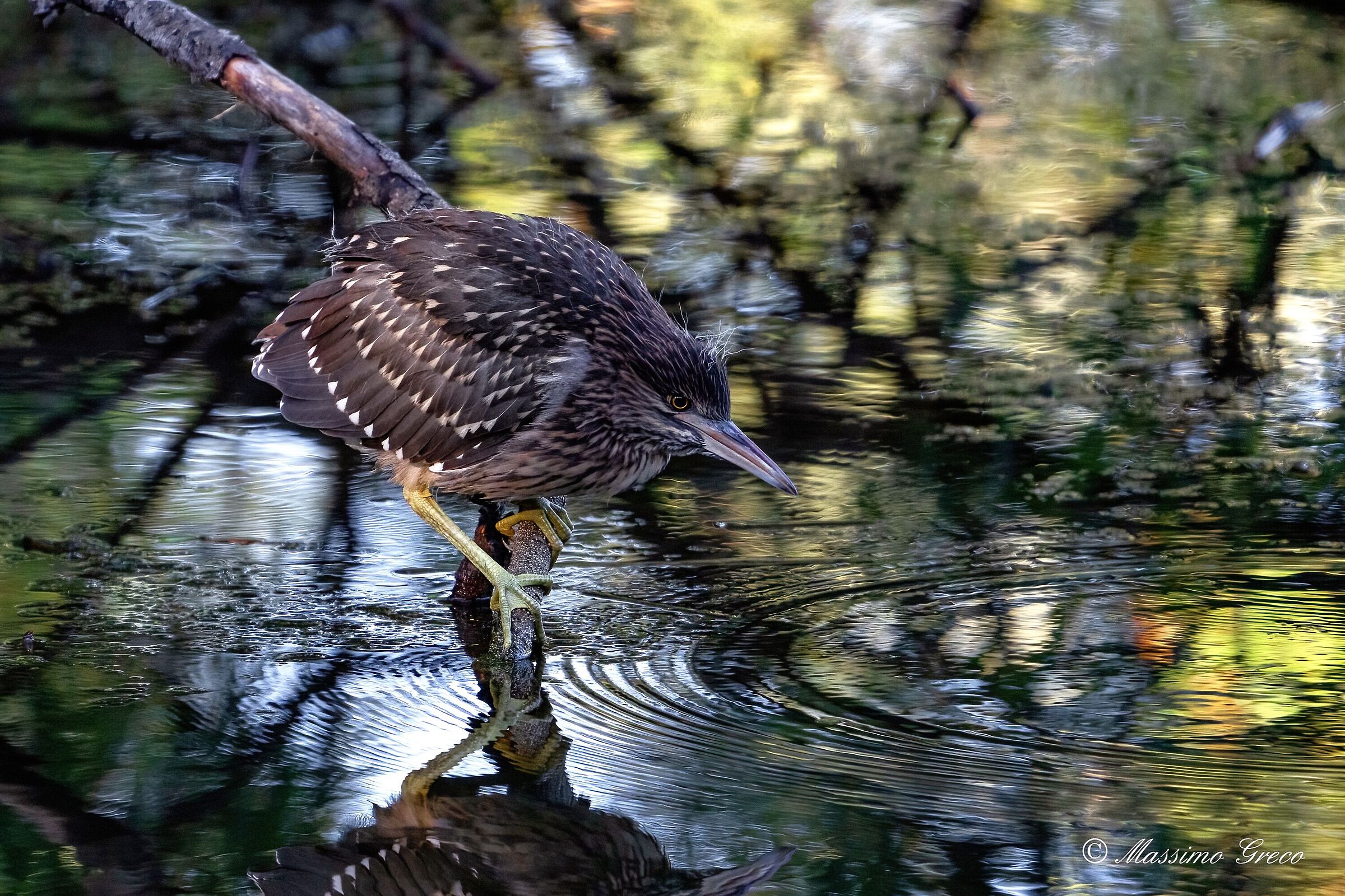 Una giovanissima Nitticora a pesca nel canneto