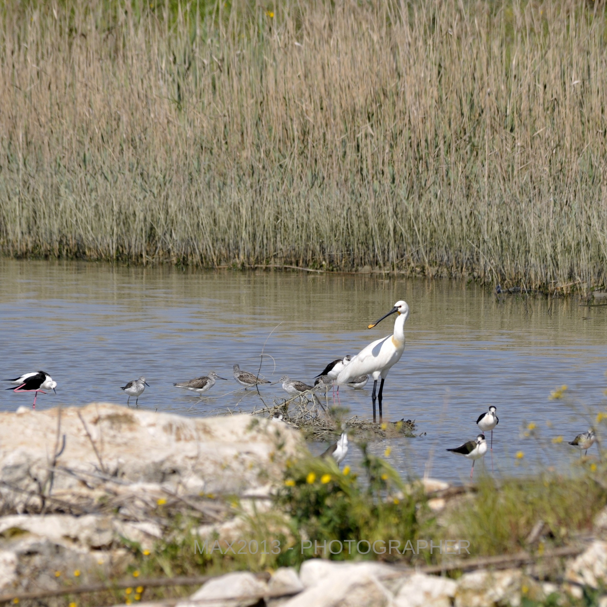 Birdwatching in Taranto