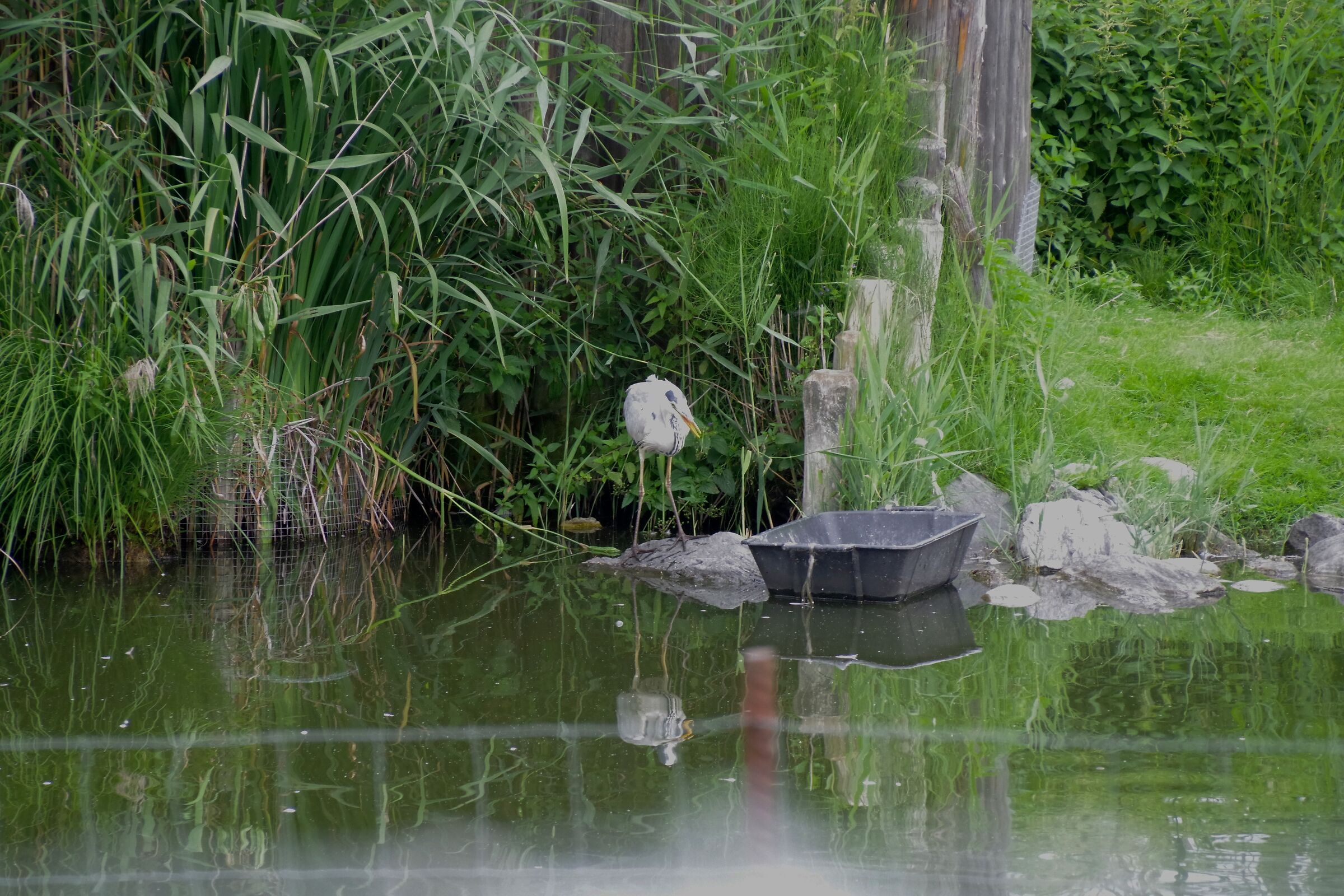 Guest heron