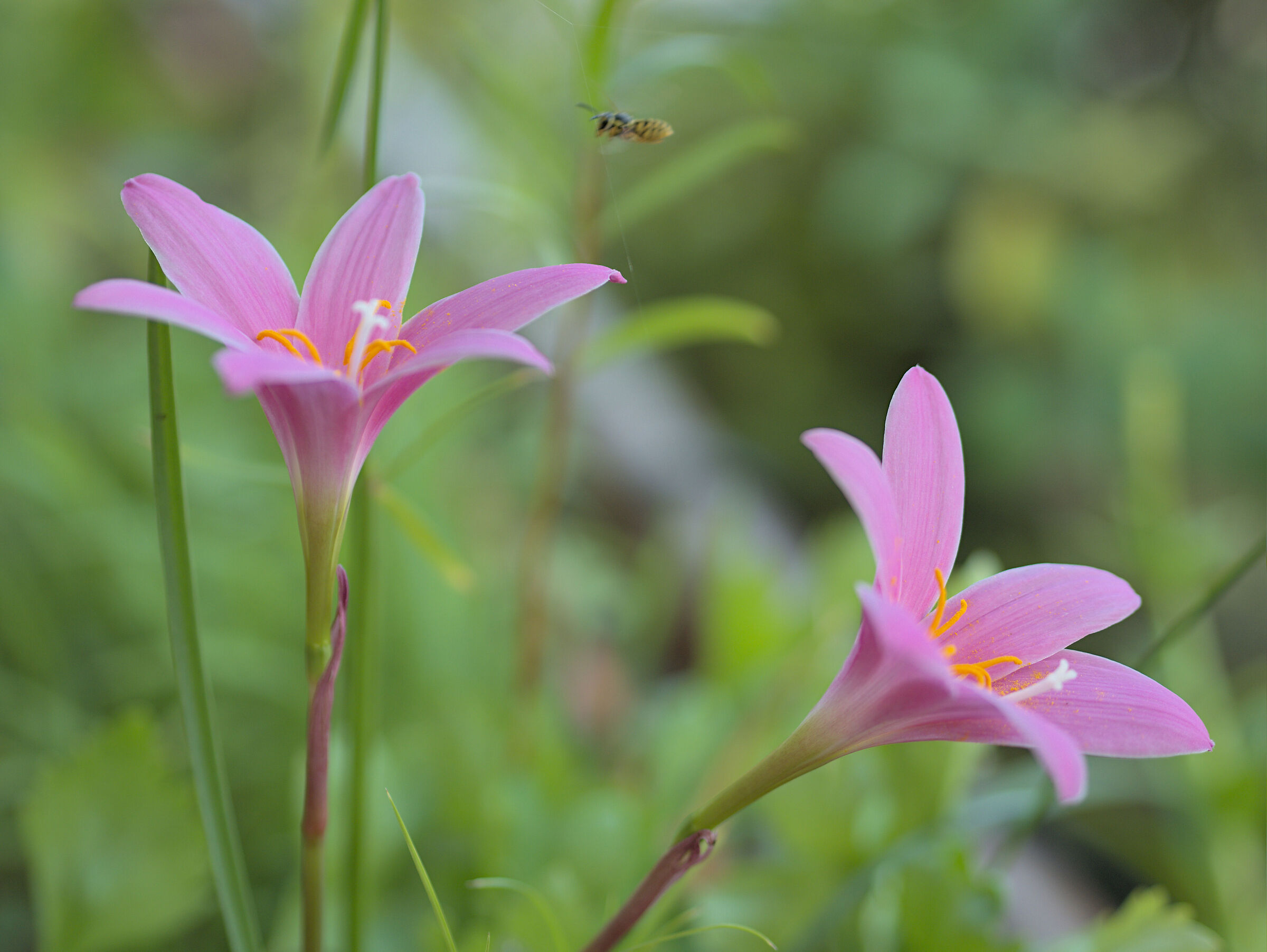 Bee and flowers