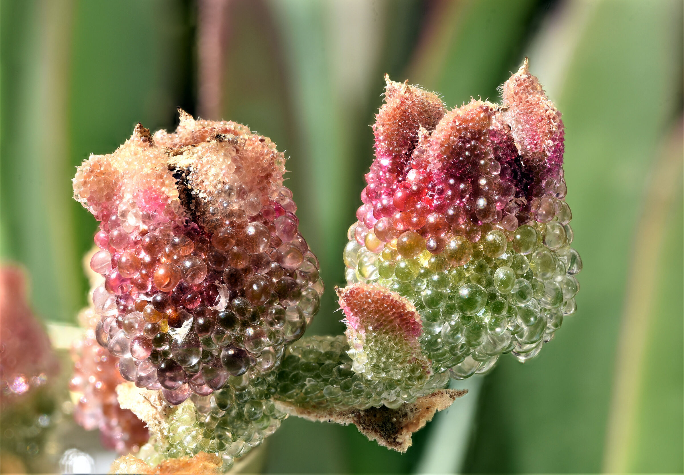 Mesembryanthemum crystallinum