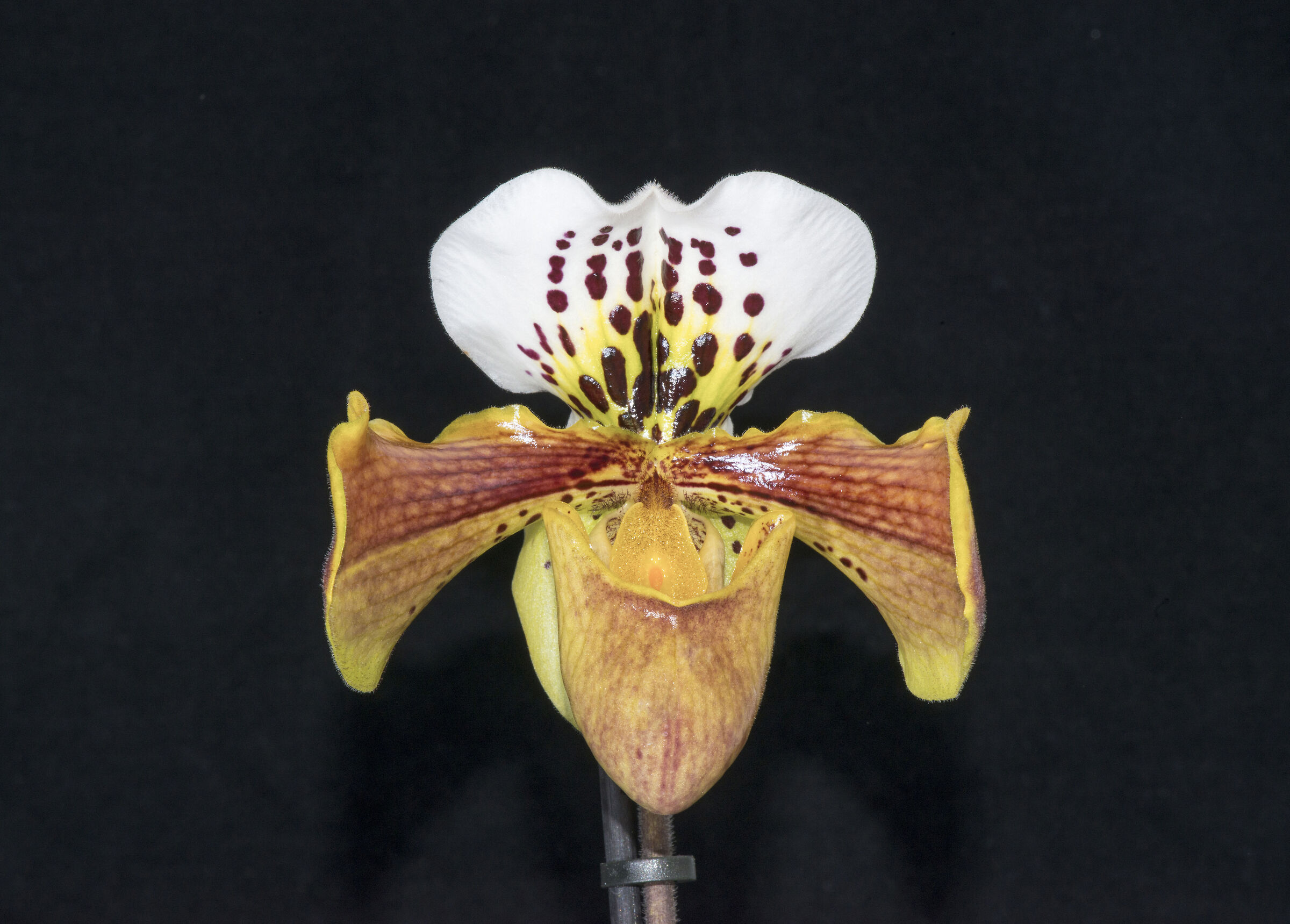 orchid