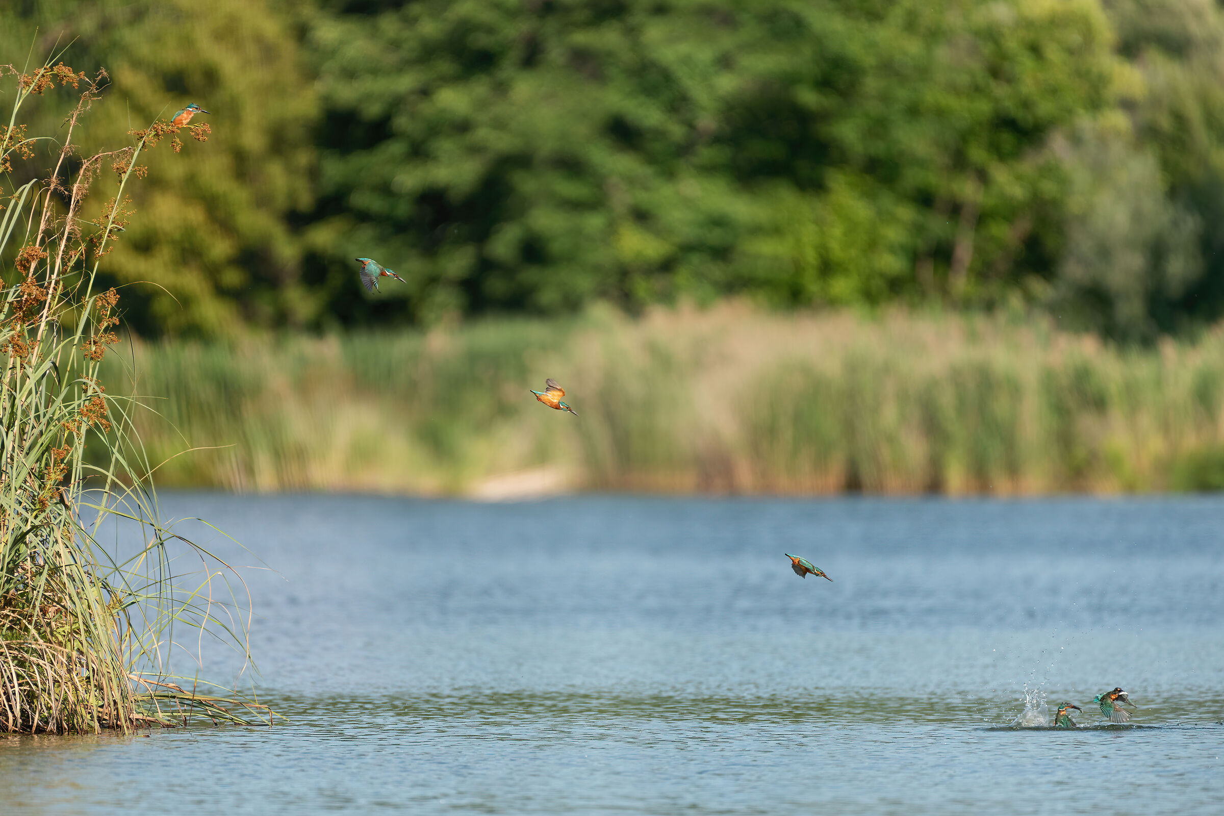 La Pesca Ambientata