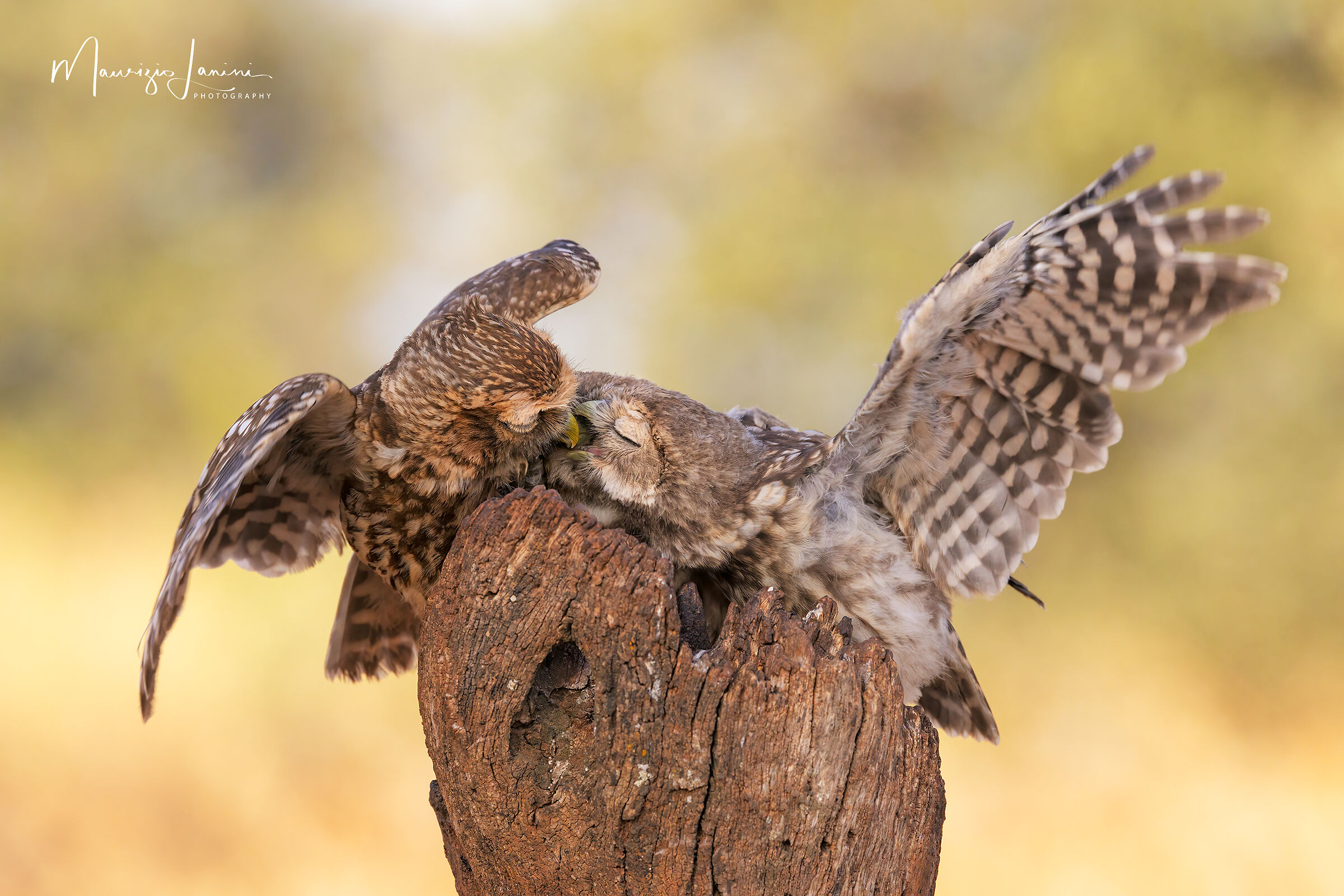 La richiesta dell'imbeccata!