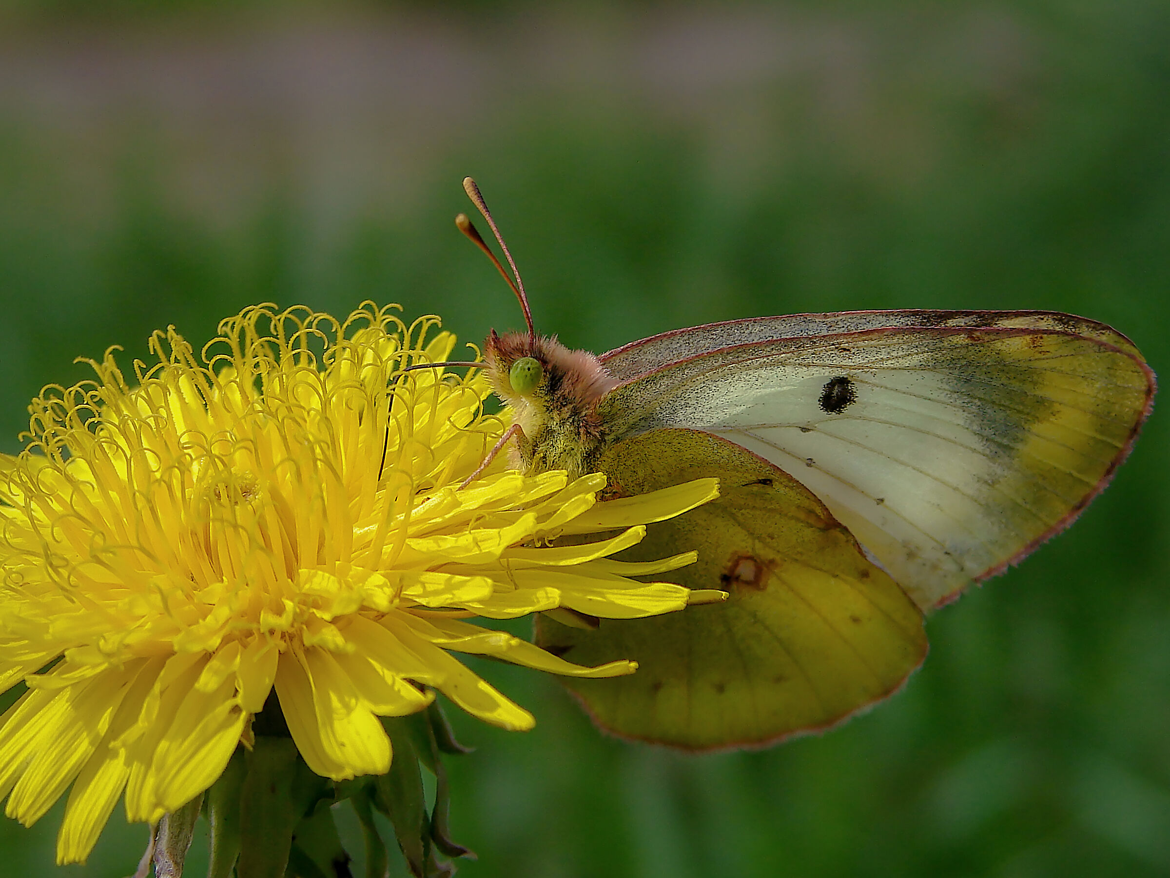 Colias hyale