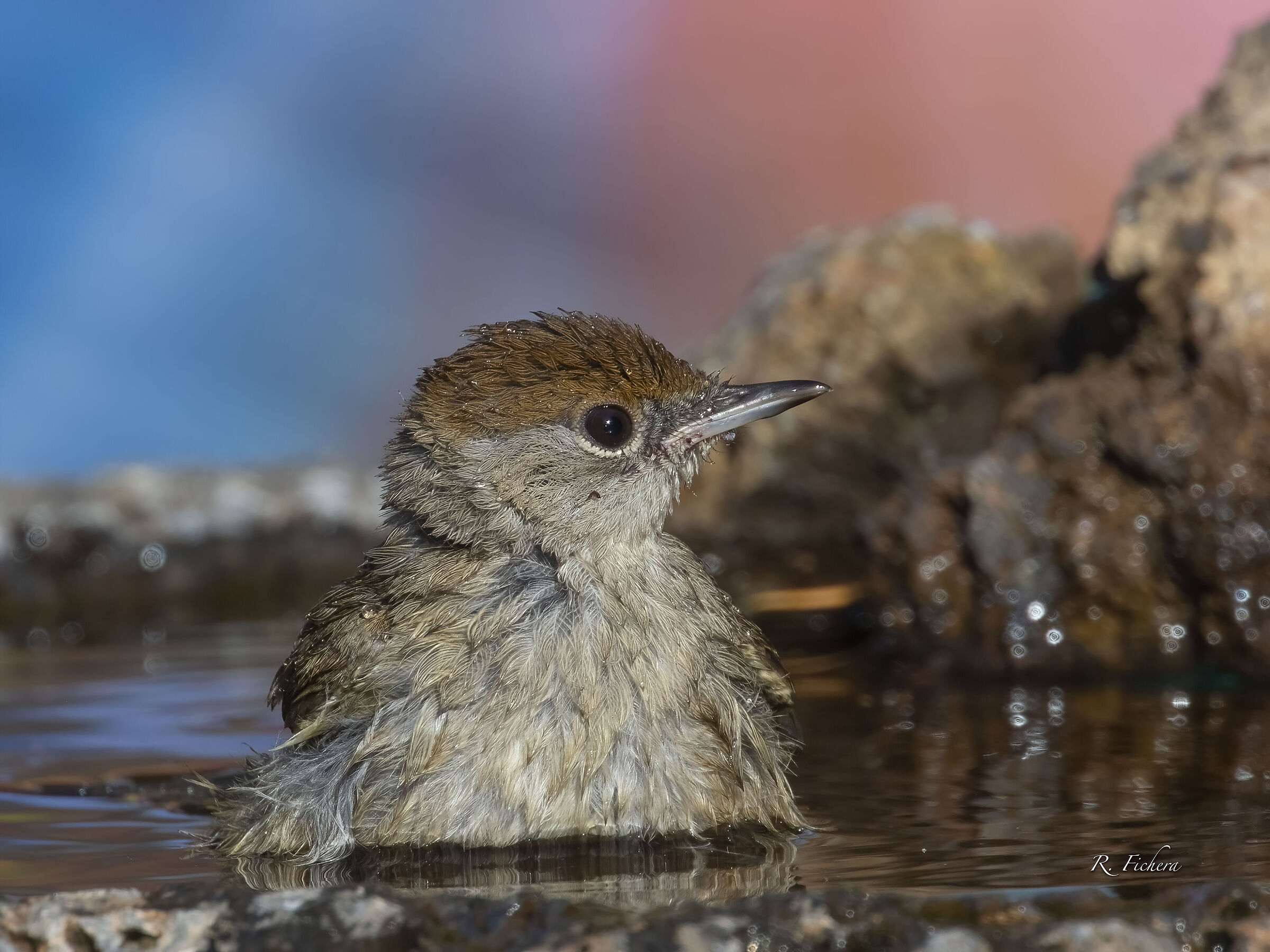 Capinera (Sylvia atricapilla ) fa il bagnetto