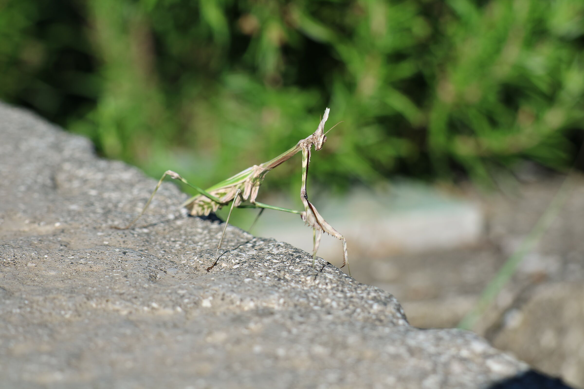mantis