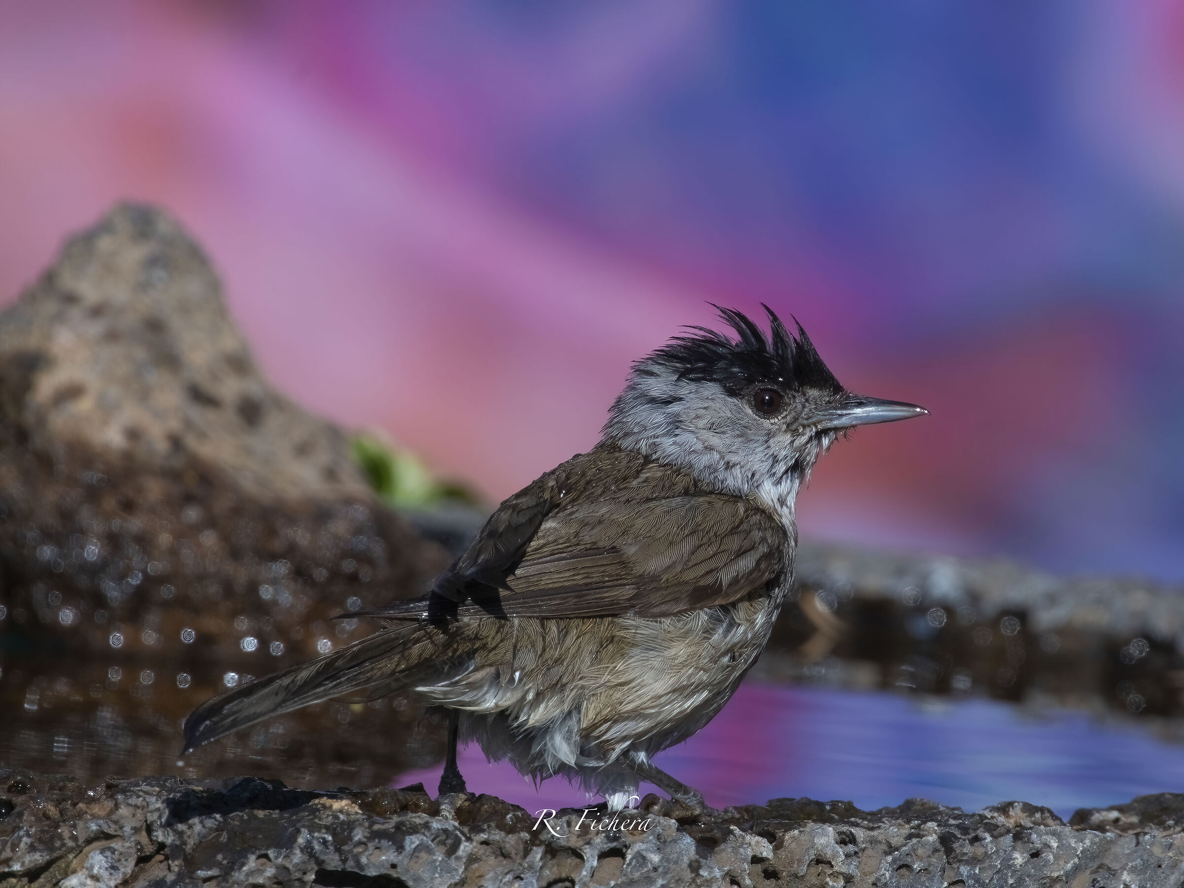 Capinera (Sylvia atricapilla )