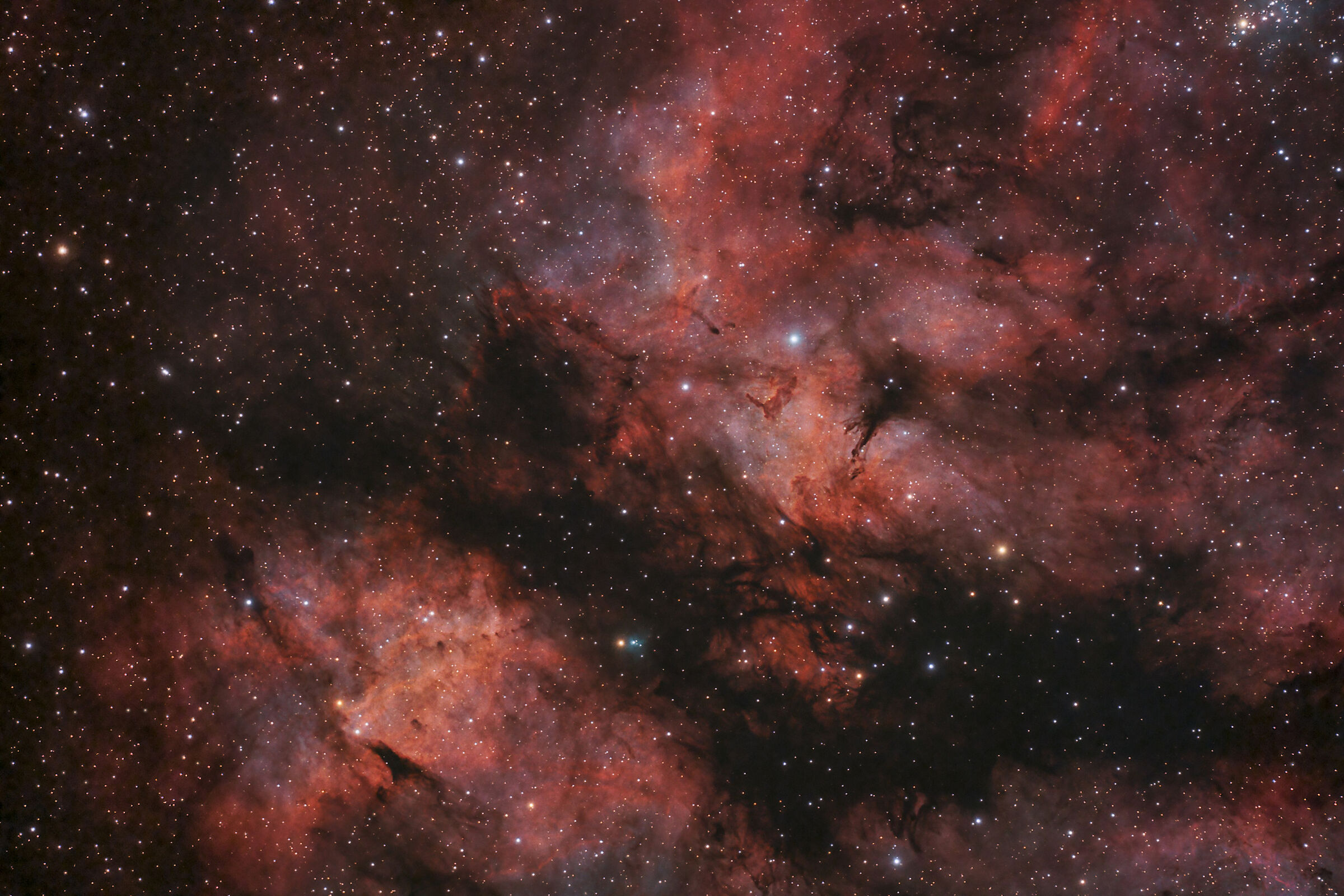 ic1318 nel Cigno