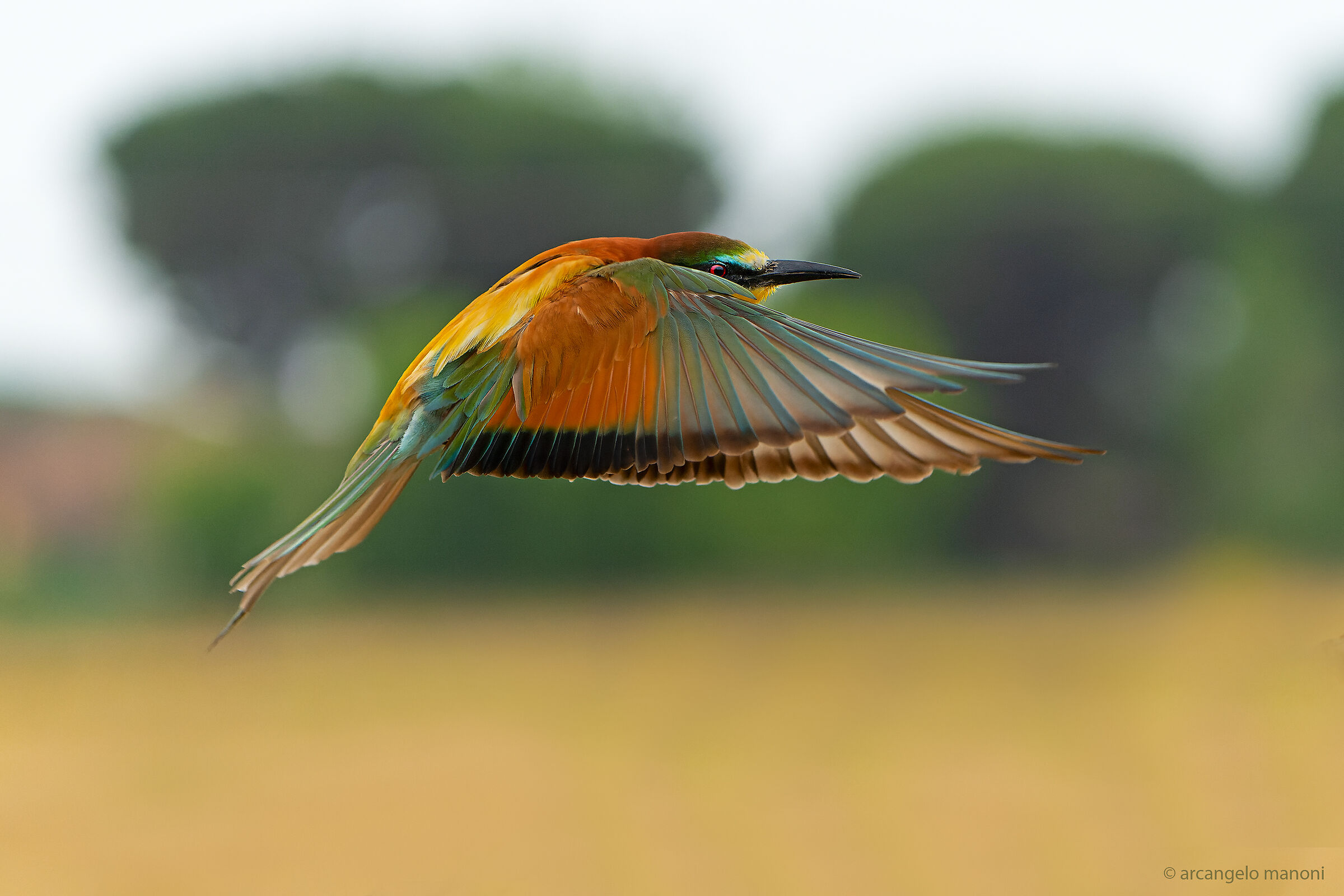 wings like a colorful cloak