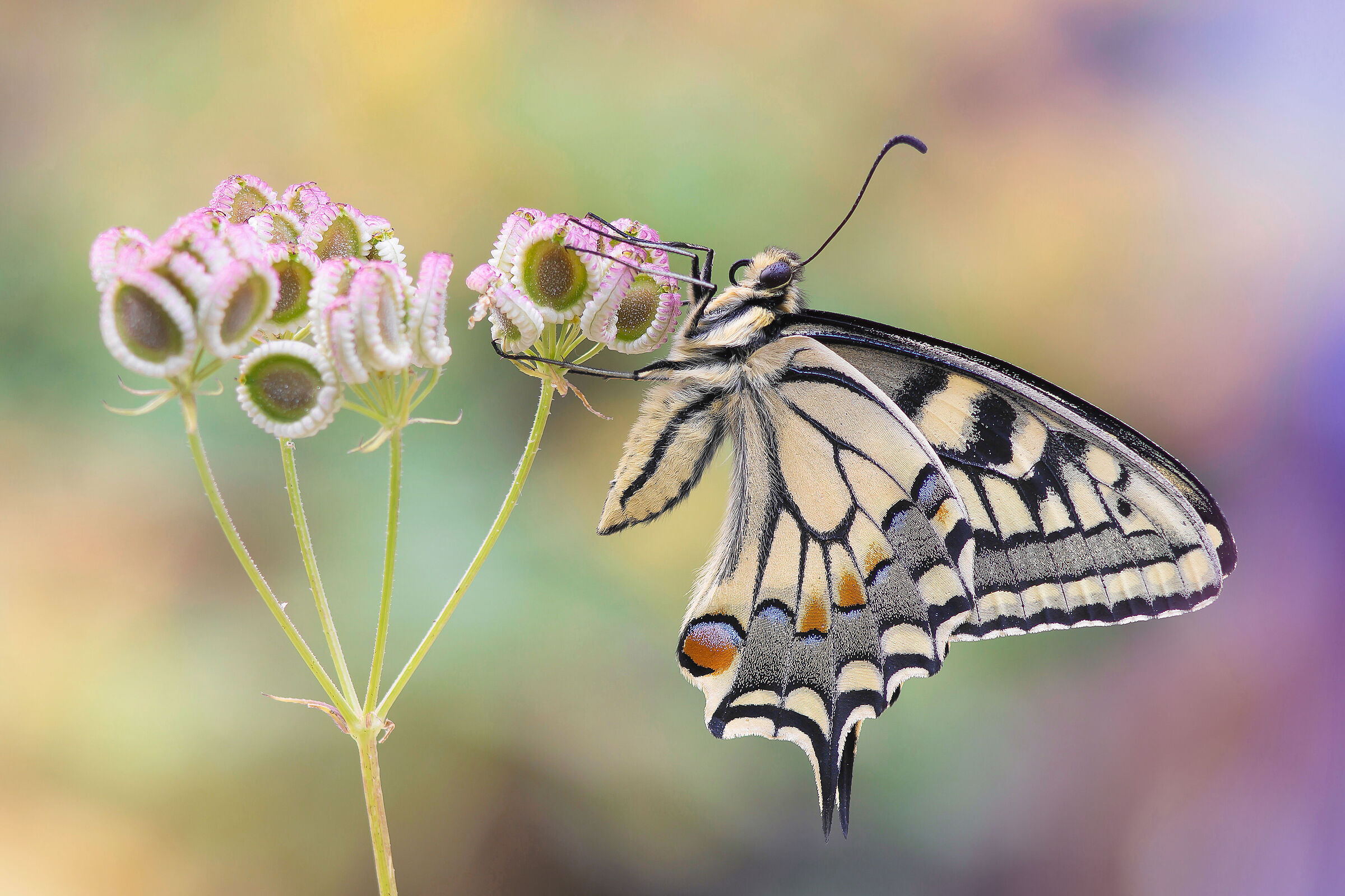 Macaone on Apulian umbrellas