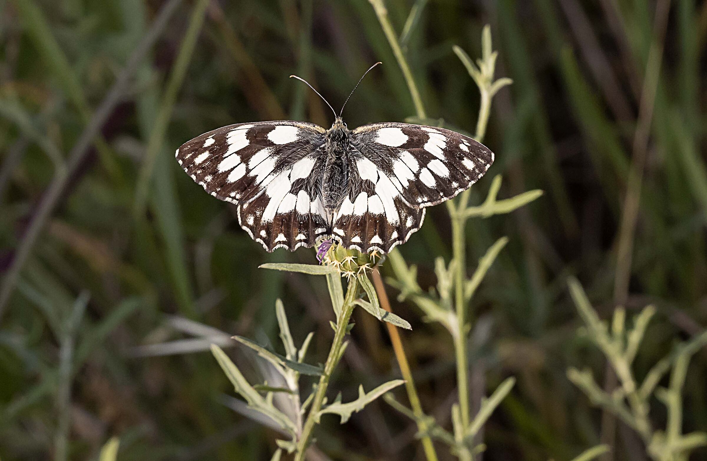LIMENTHIS REDUCTA