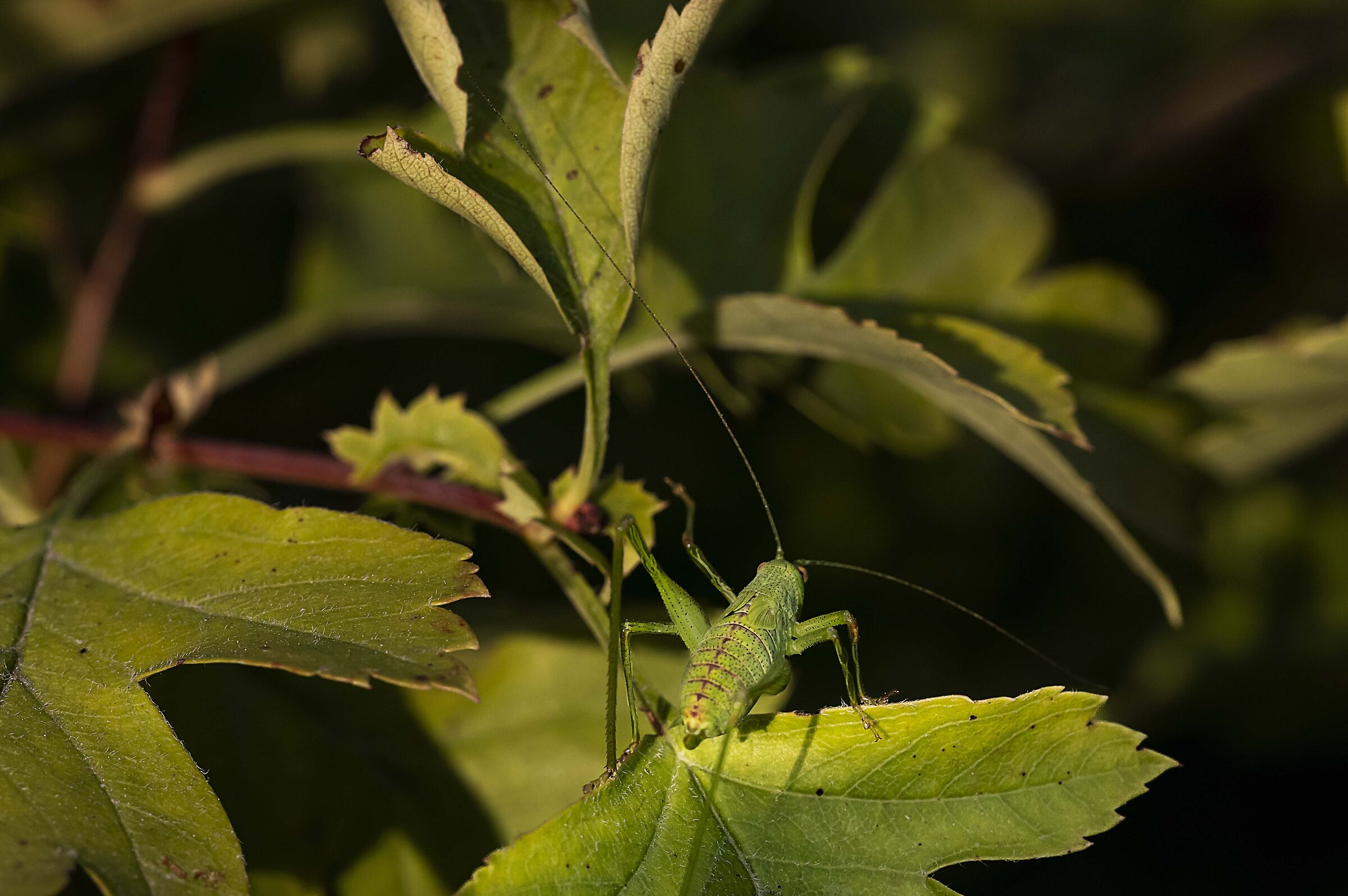 CRICKET