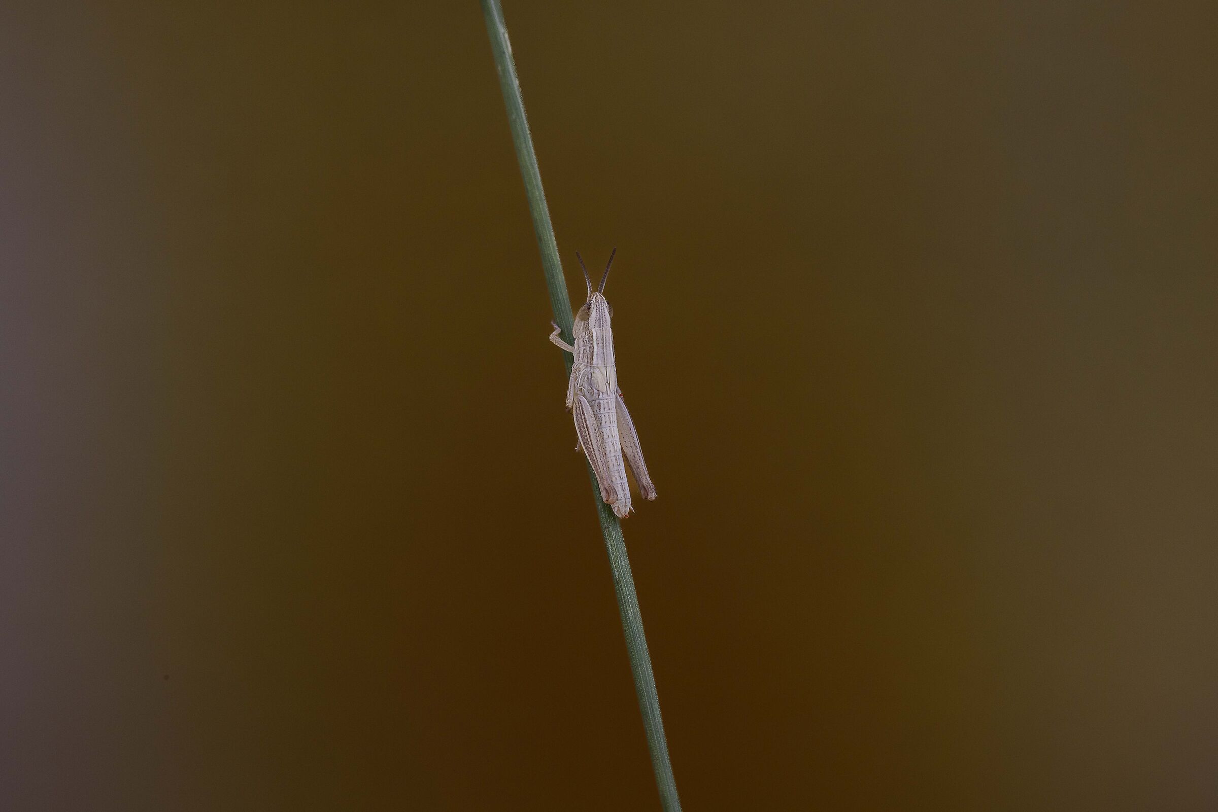 grillo