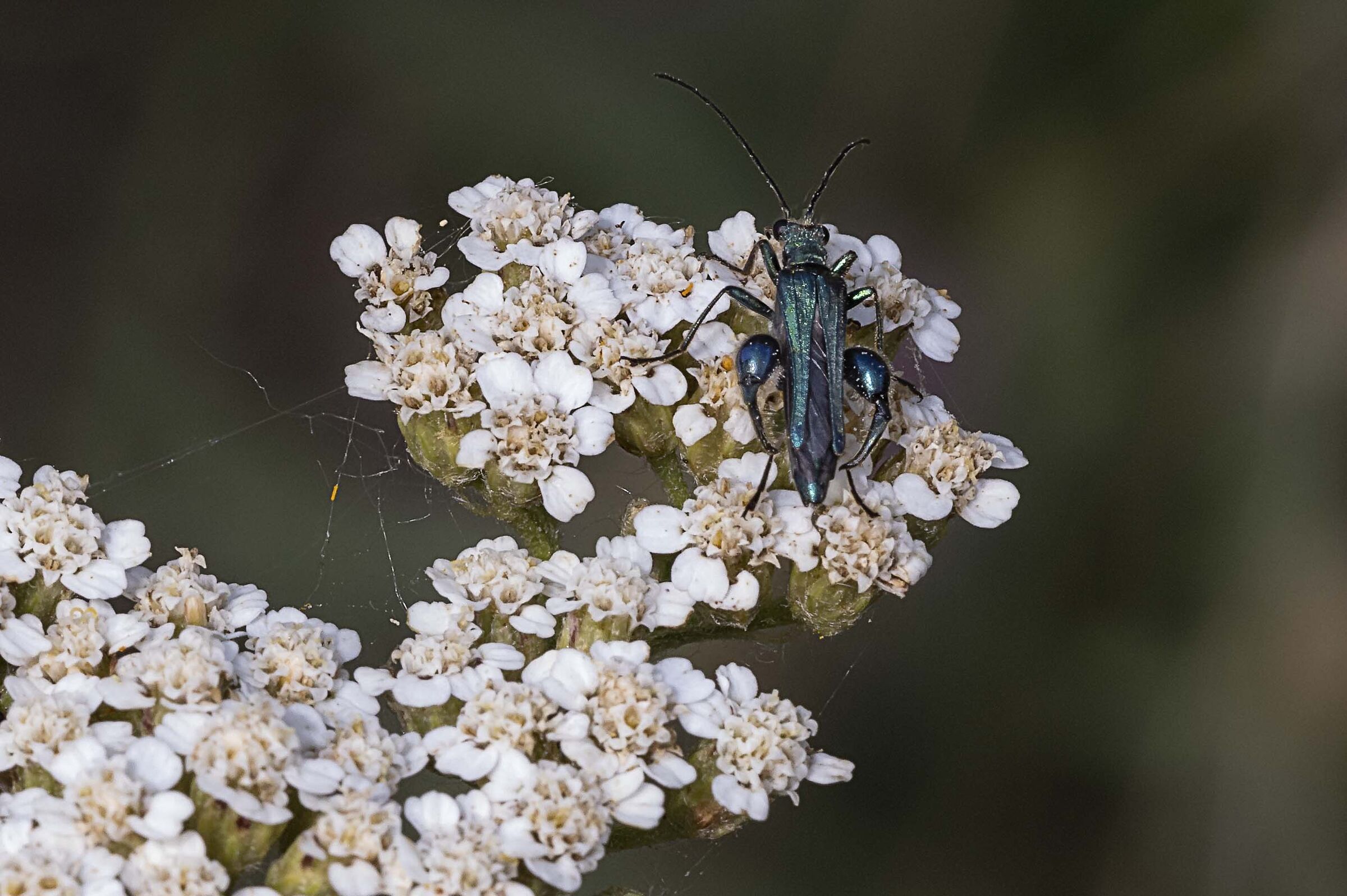 BEETLE