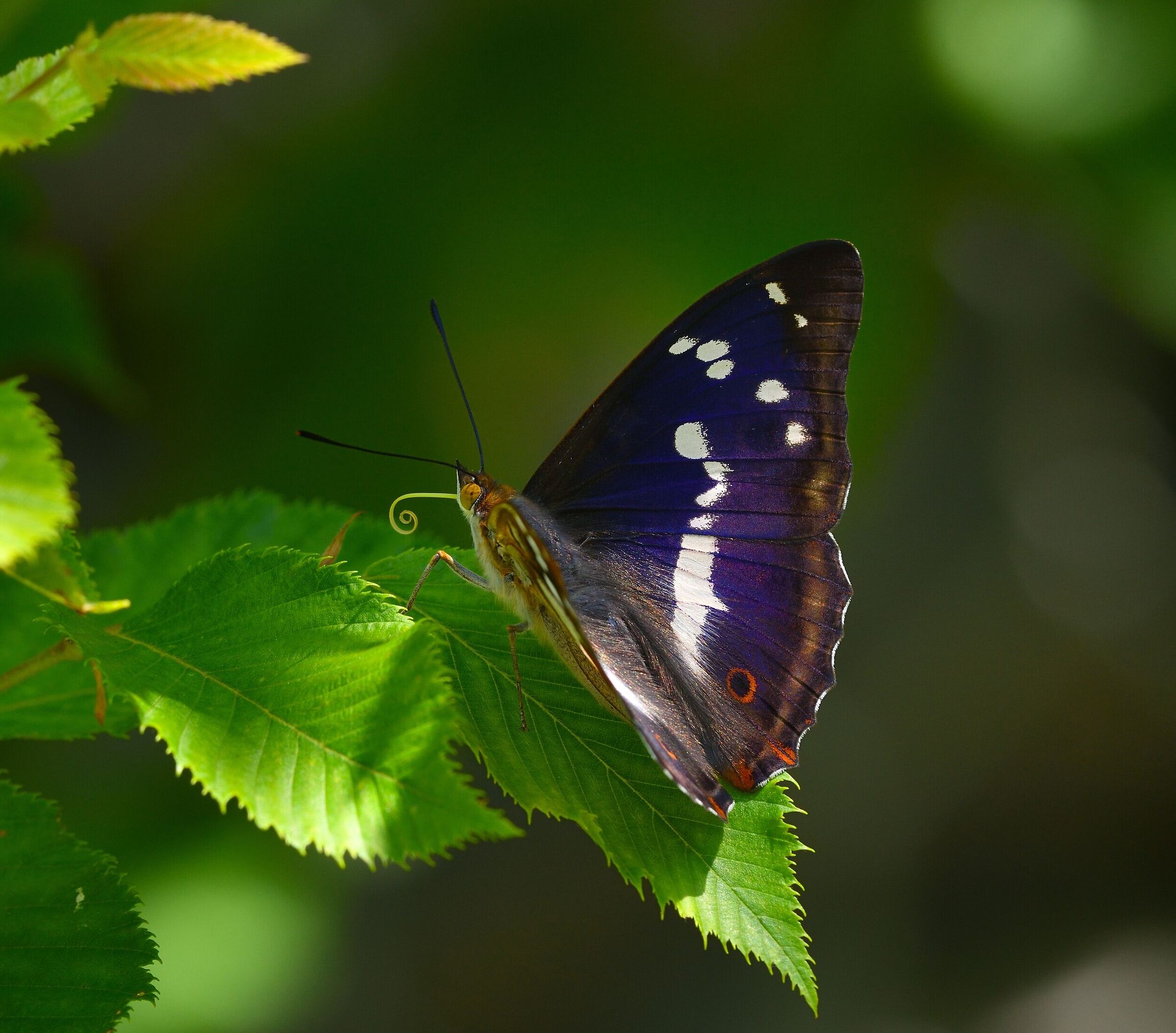lady blu ,,,Apatura Iris