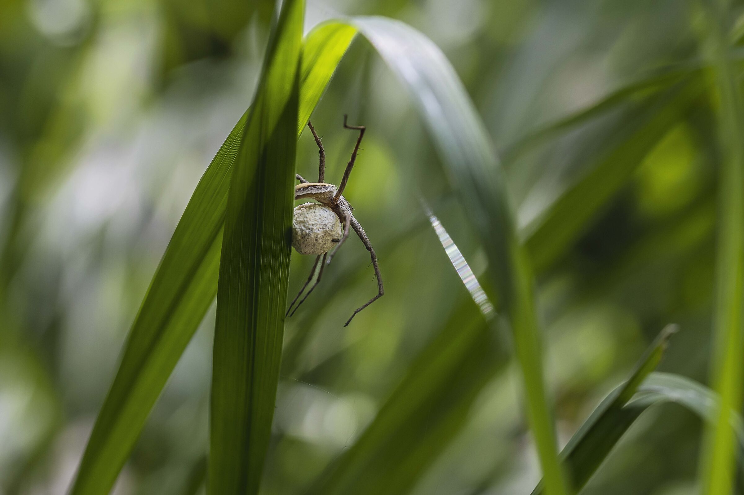 pisaura mirabilis