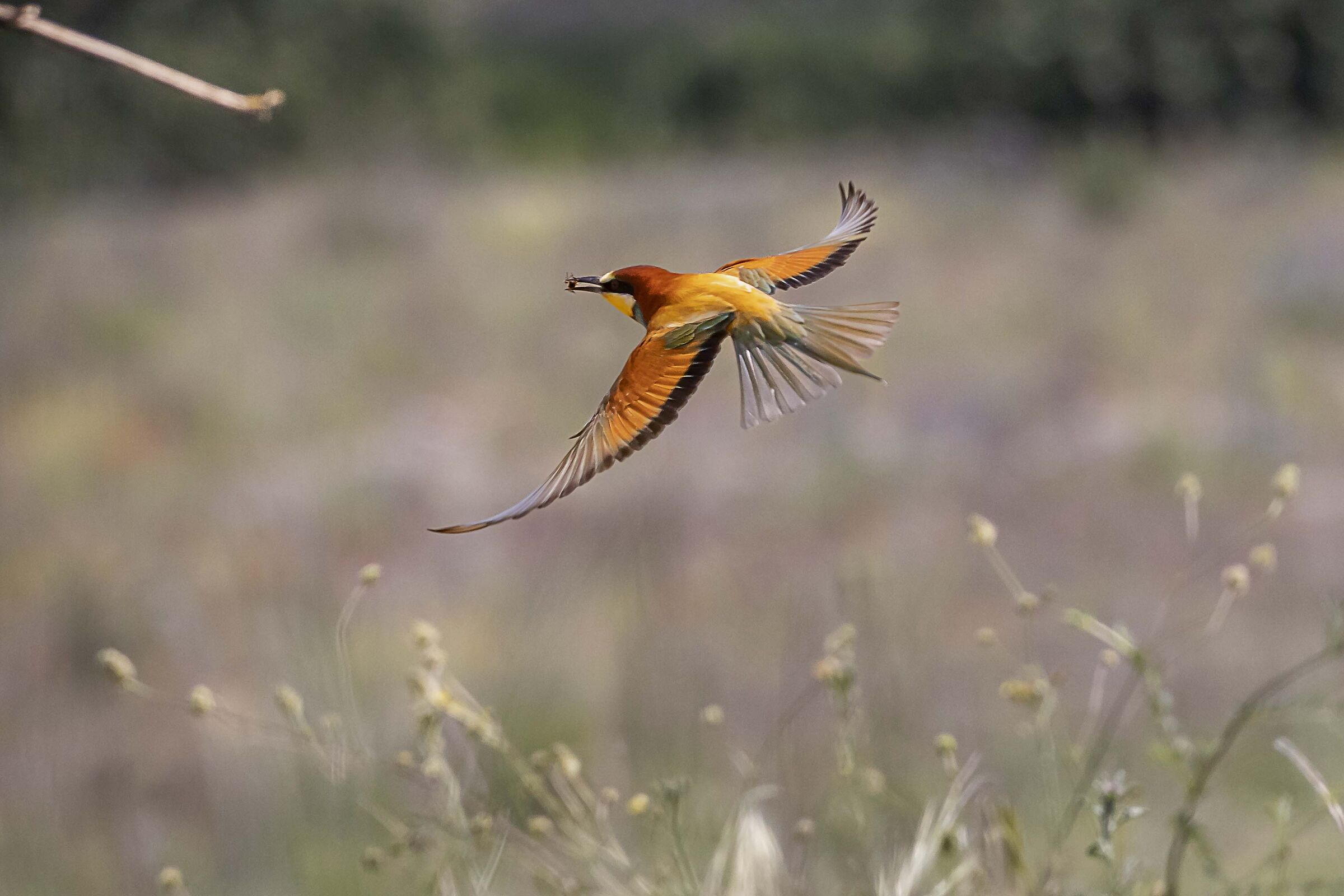 BEE-EATER IN FLIGHT WITH PREY