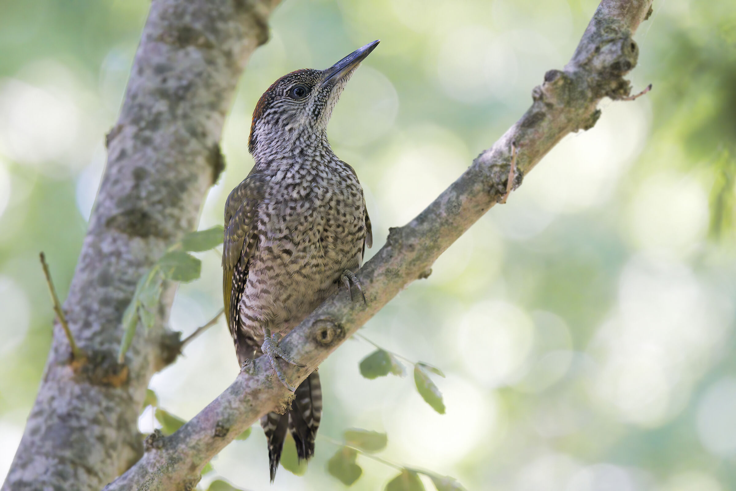 giovane picchio verde