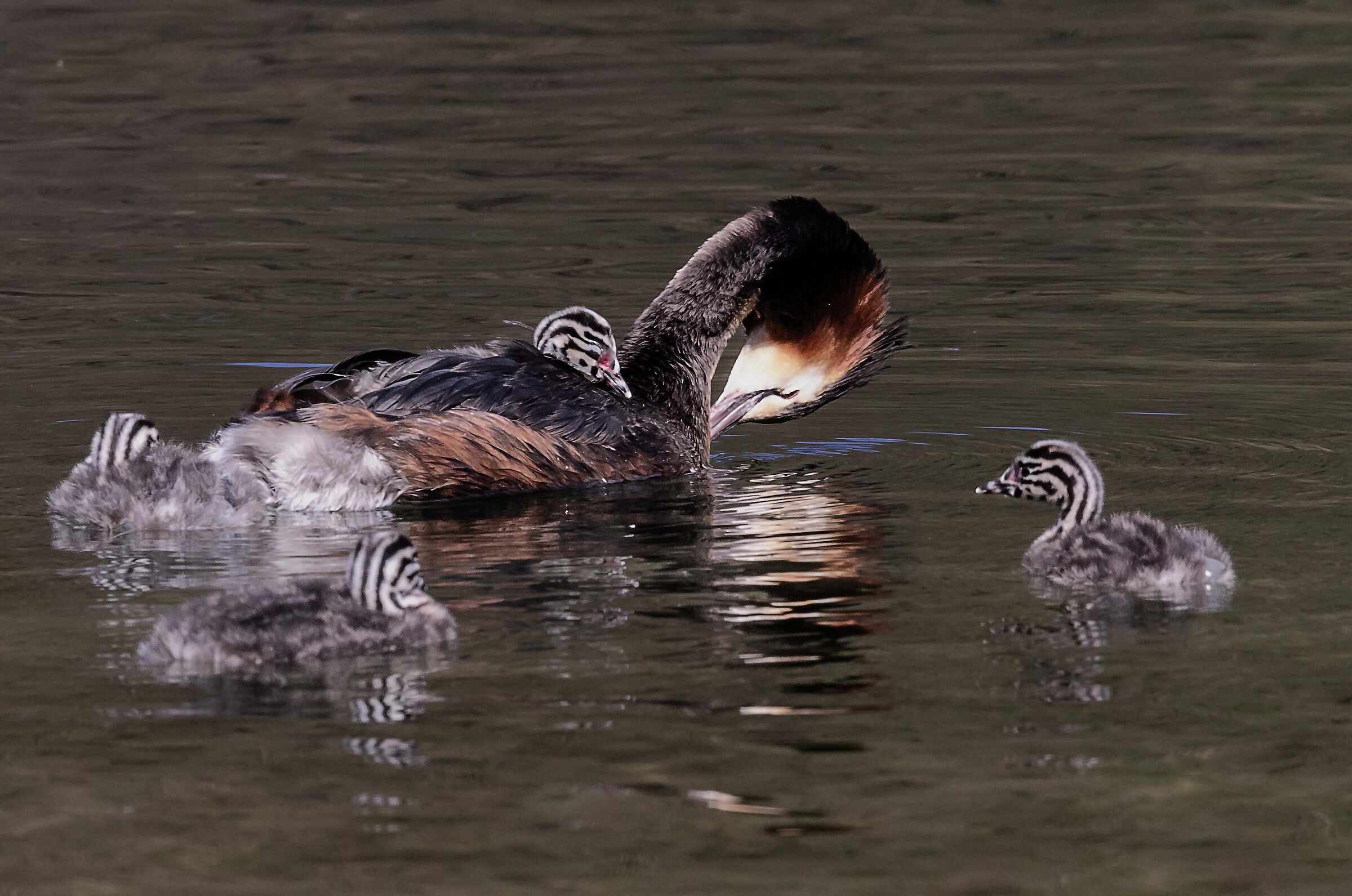 GREAT GREBE WITH THE YOUNG