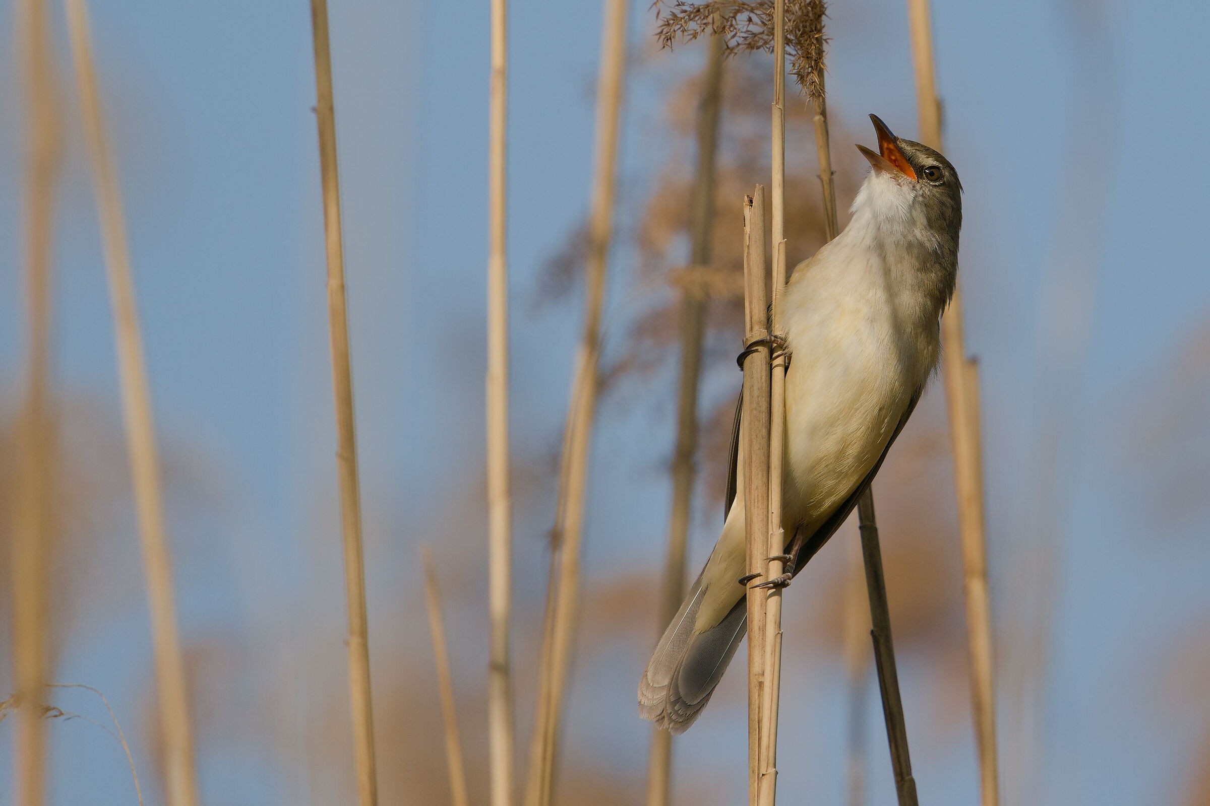 Great reed warbler
