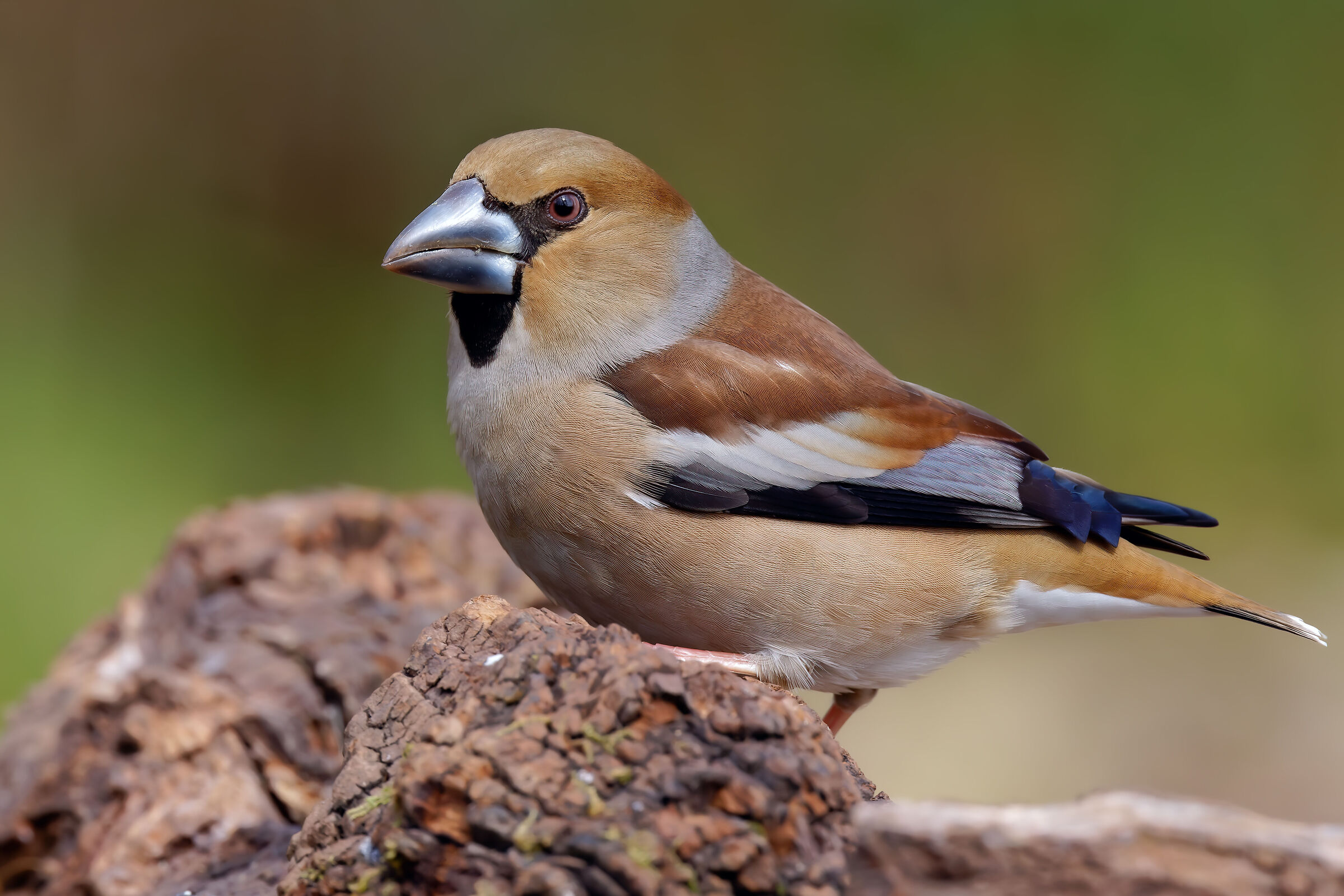 Hawfinch