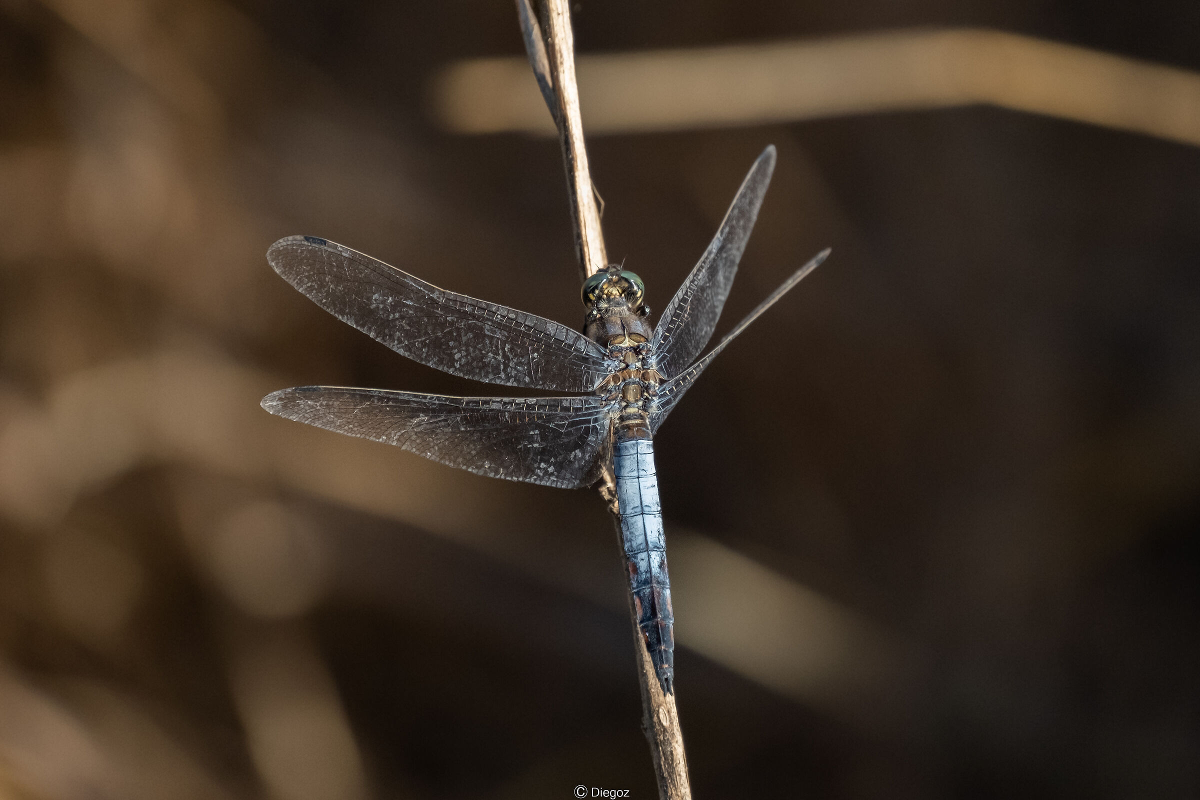 dragonfly