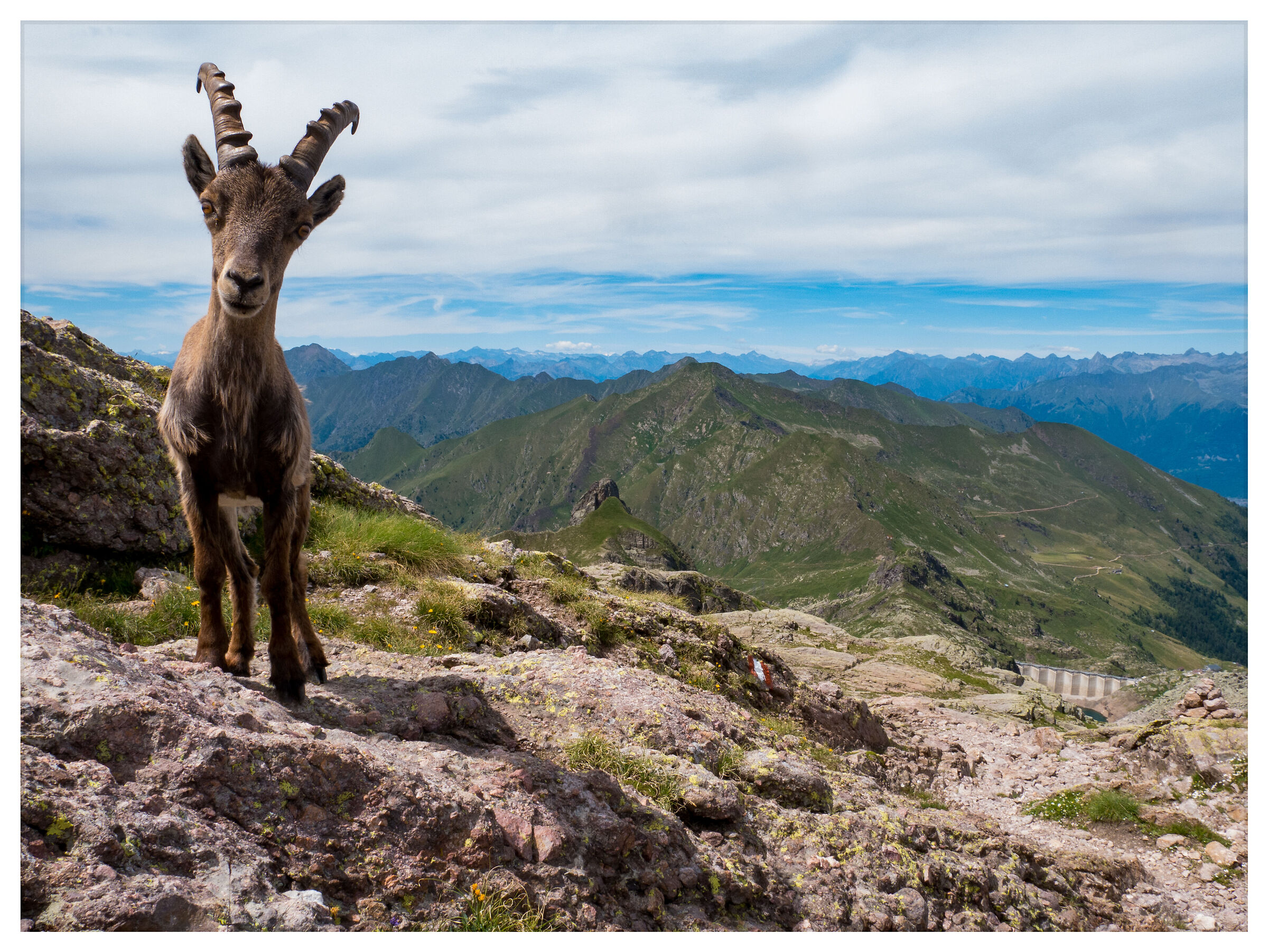 Ibex