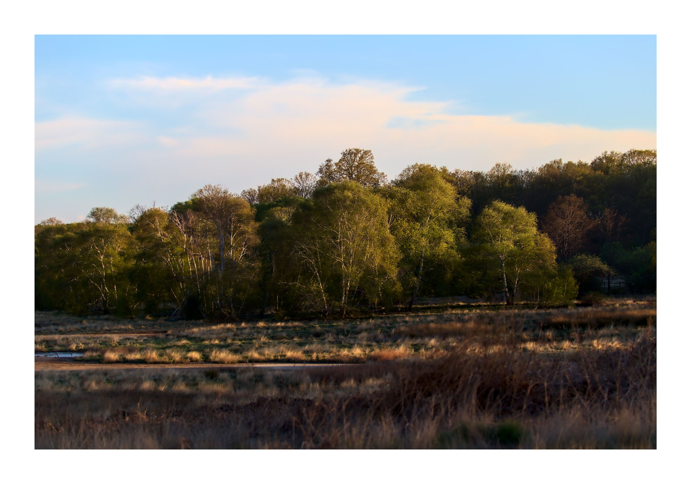 Il boschetto di betulle