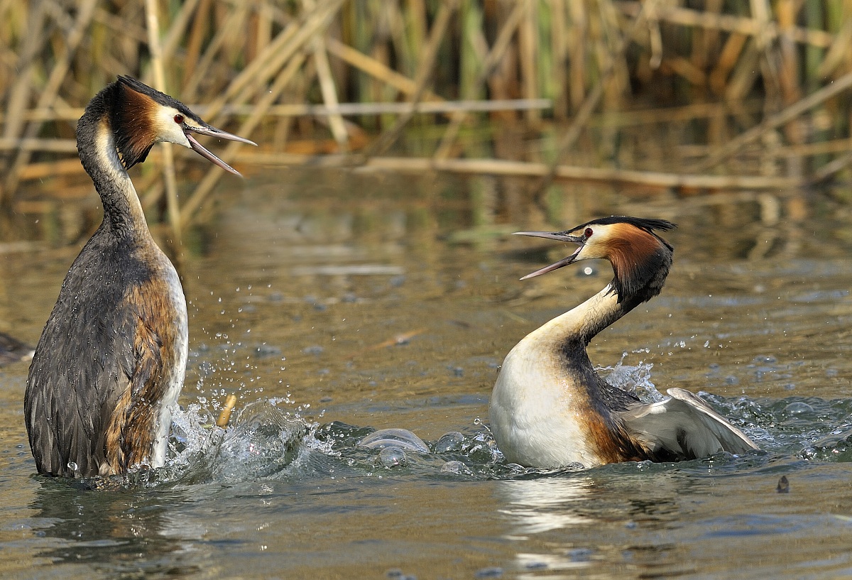 grebes arguing