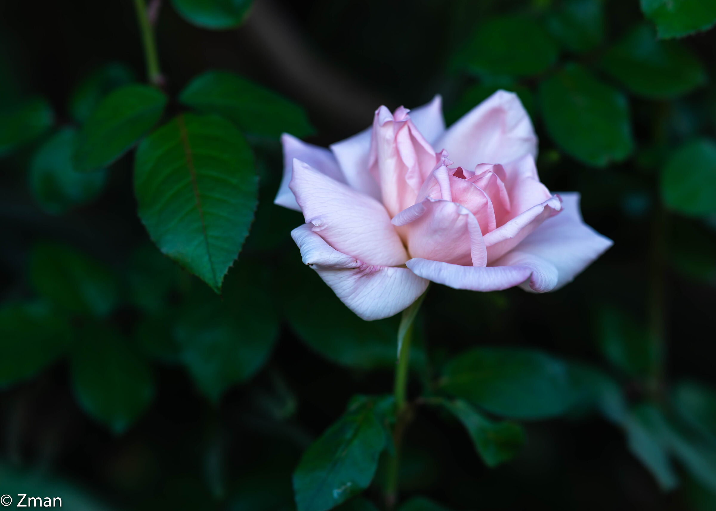 Pink Rose