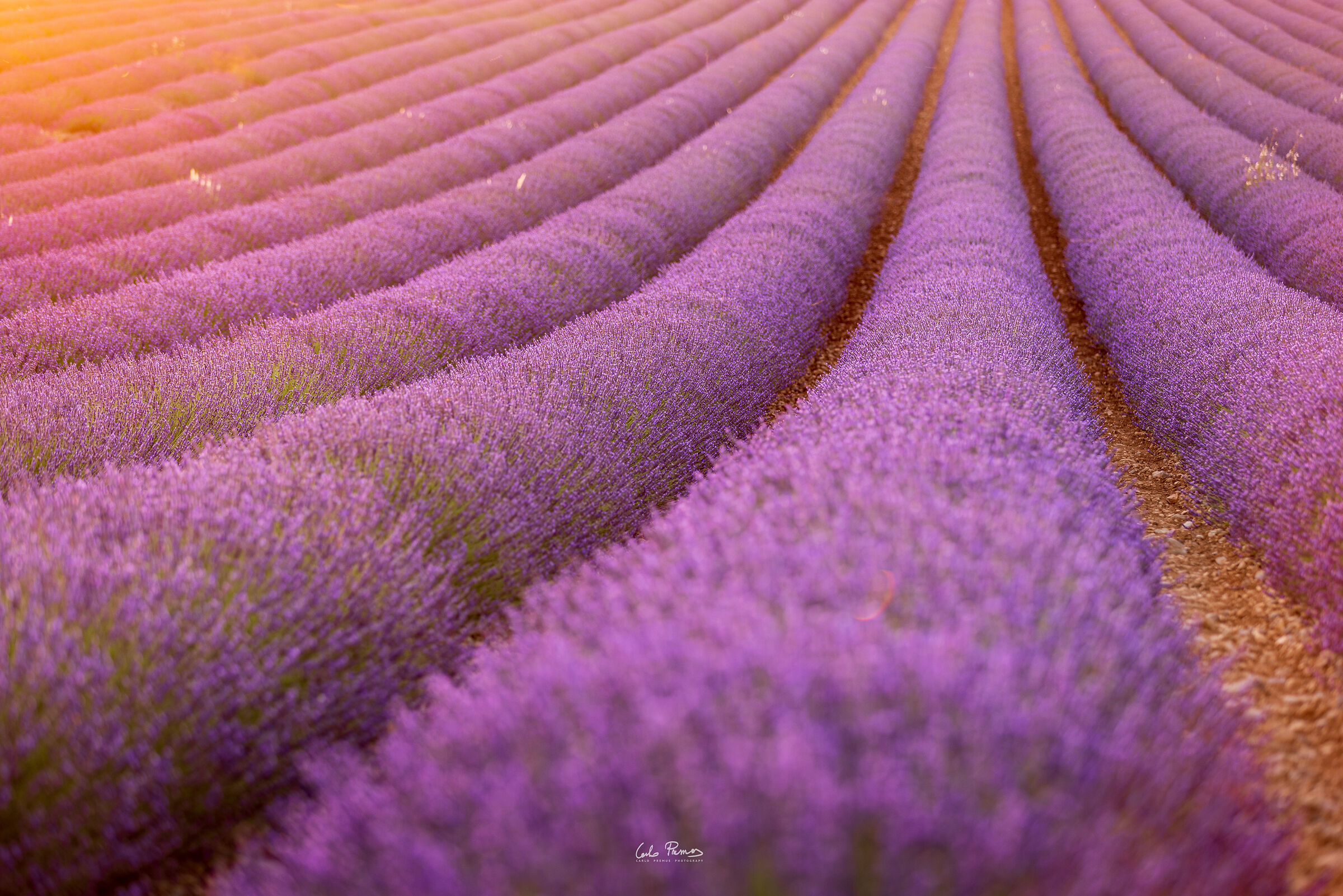 The scent of Provence