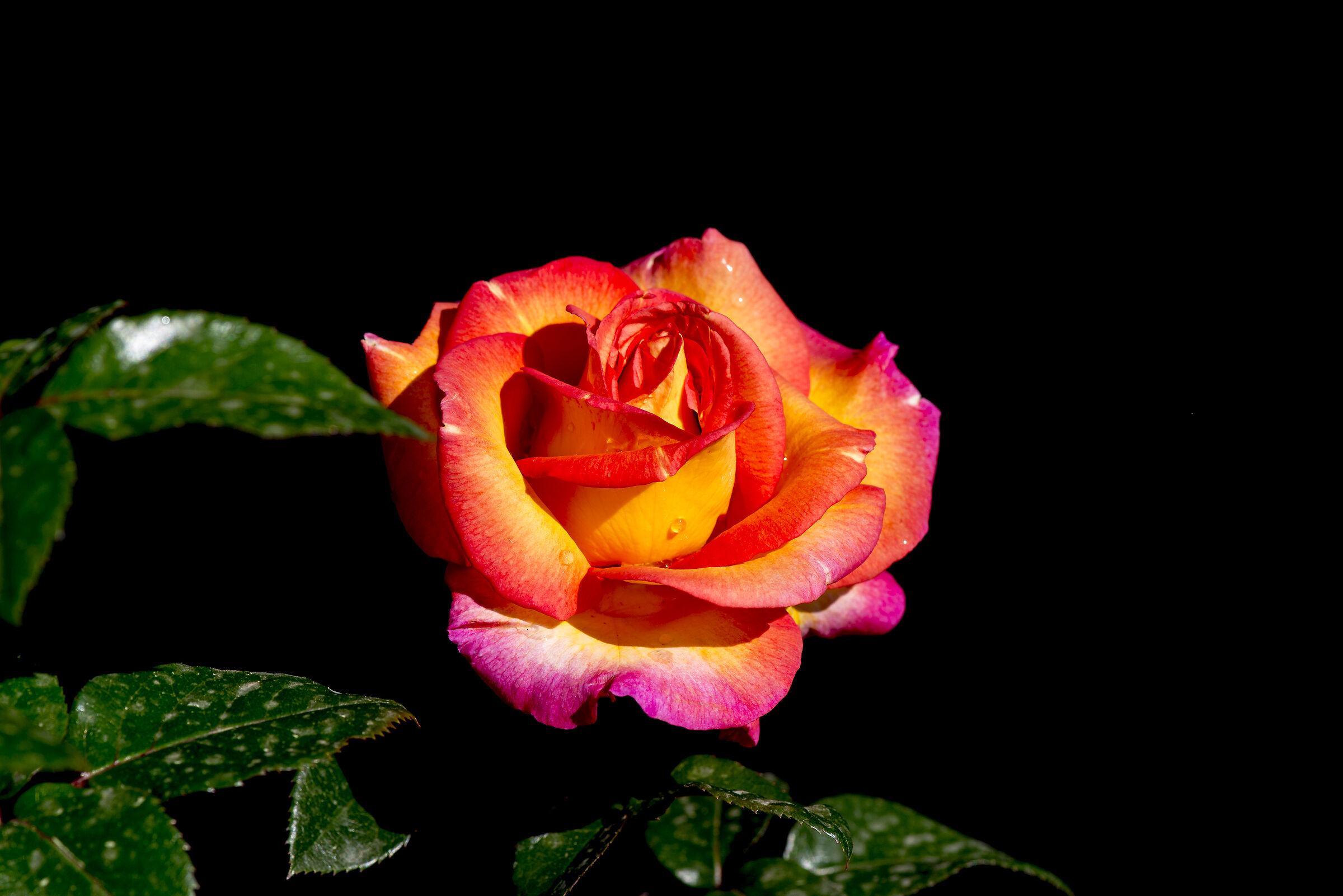 rose
