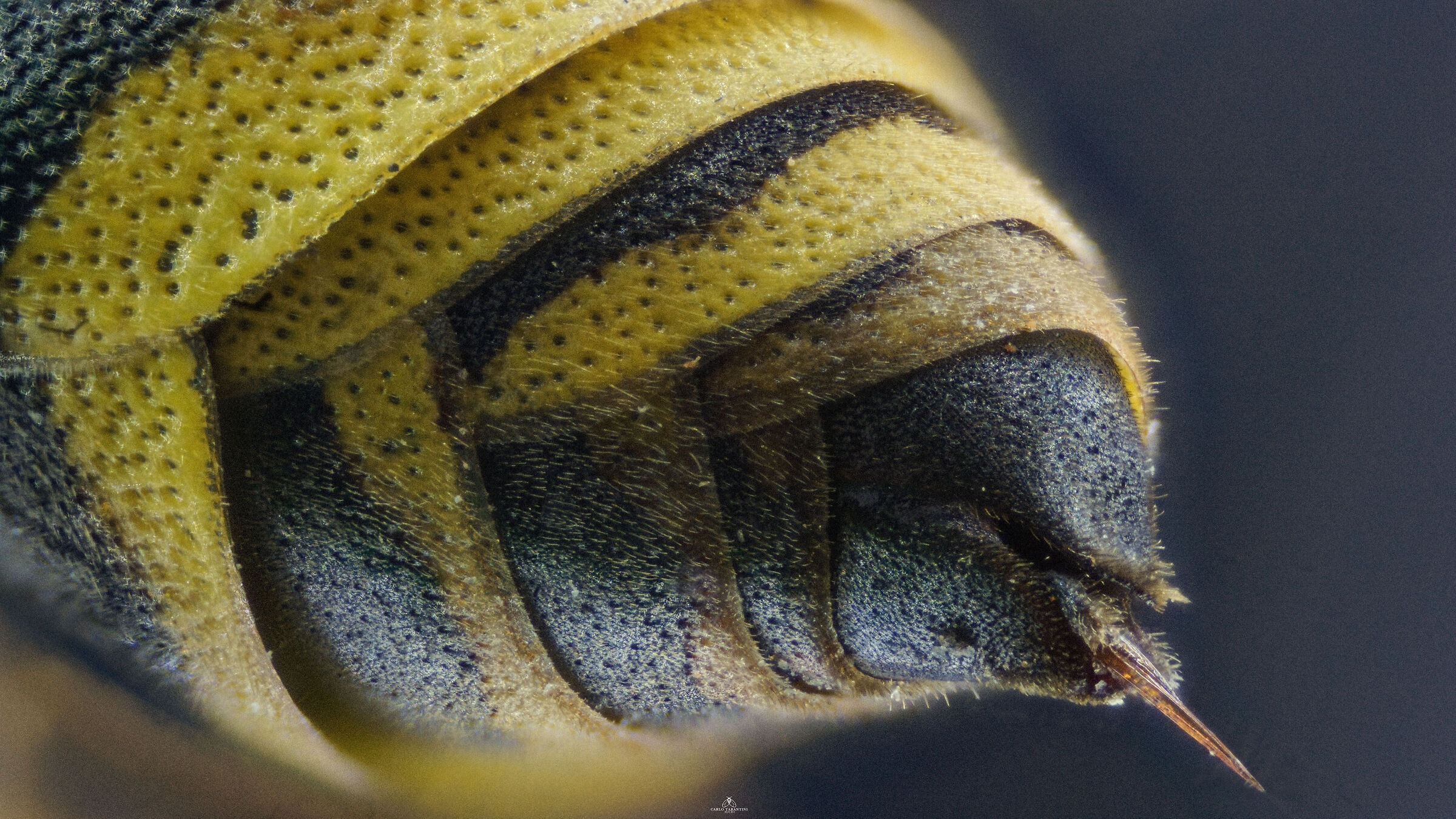 Polistes Dominula - pungiglione
