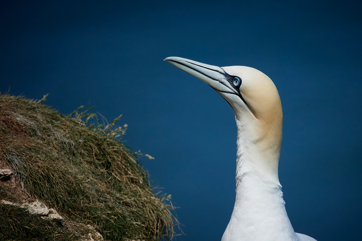 gannet