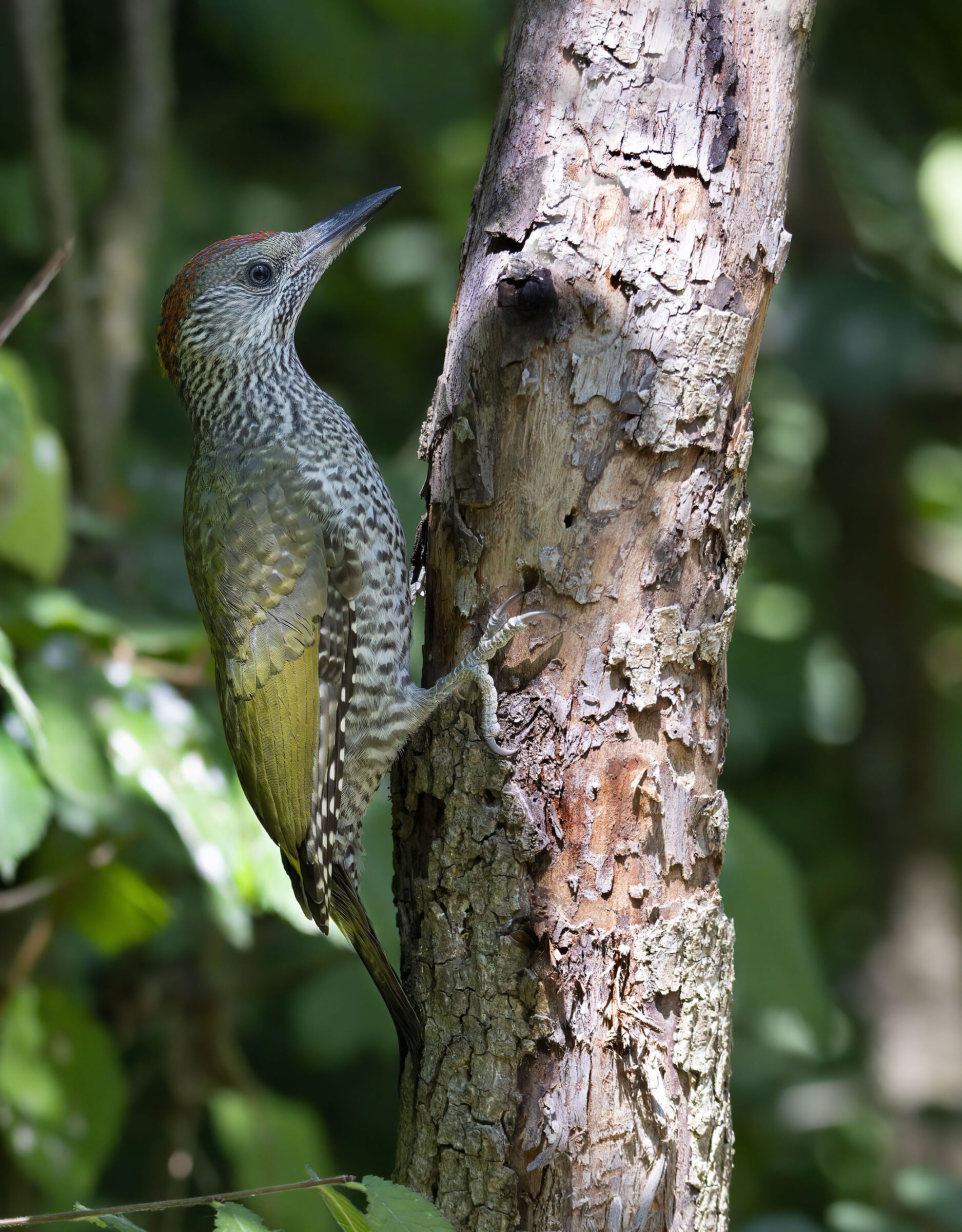 Giovanissimo Picchio verde