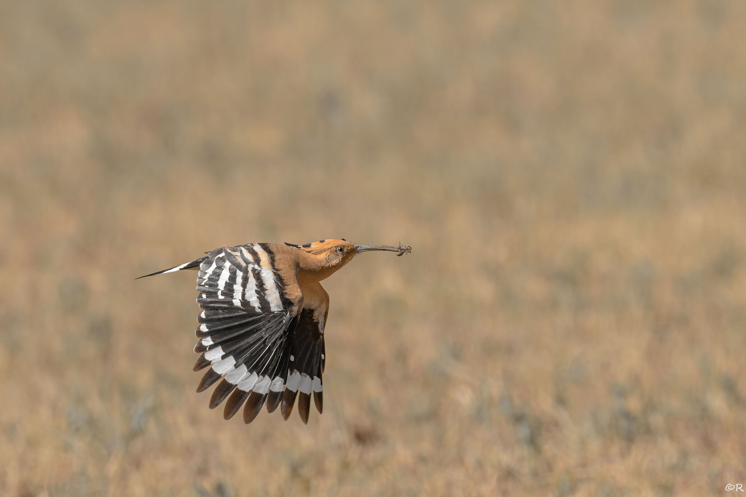 hoopoe with prey