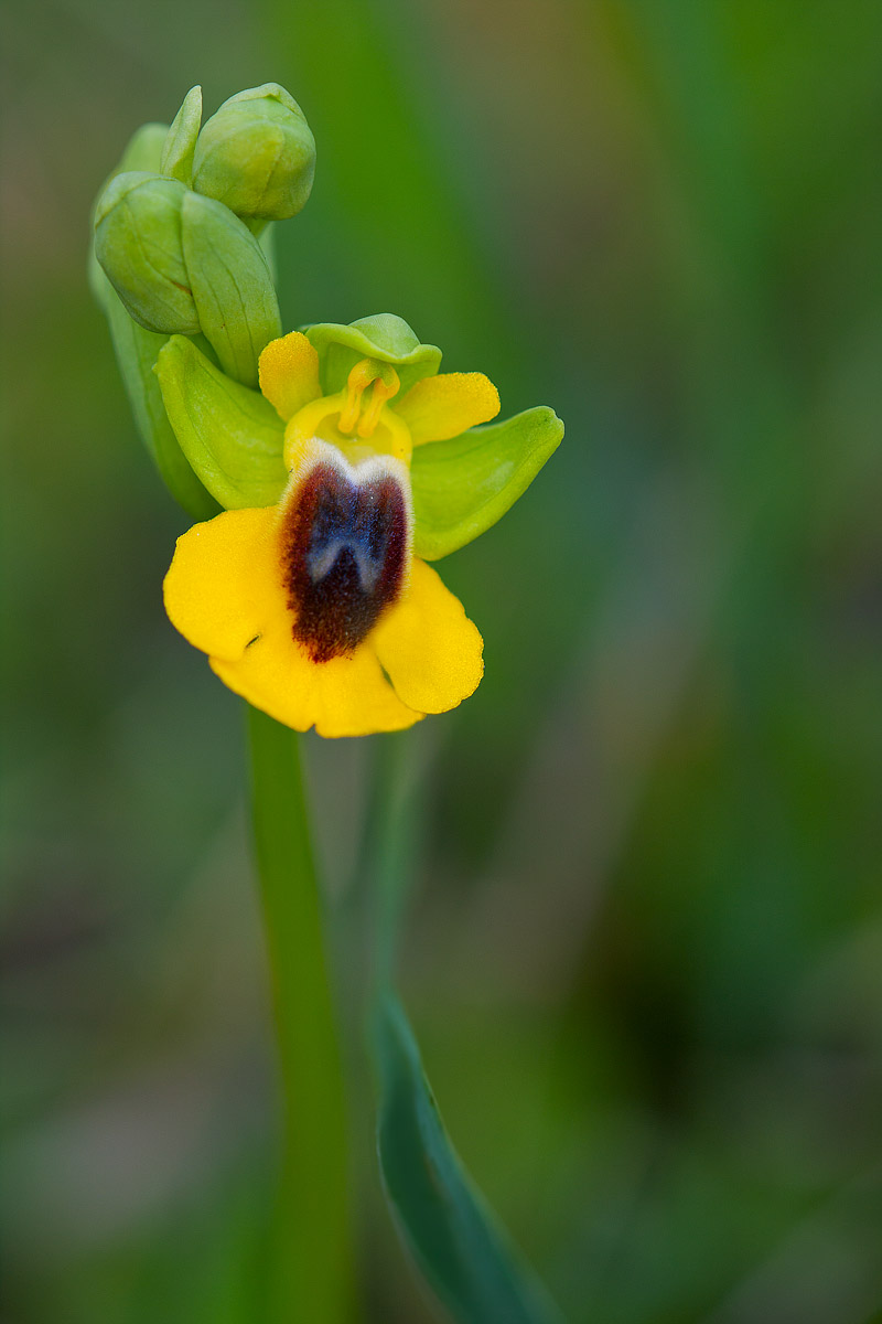 Ophyris Lutea