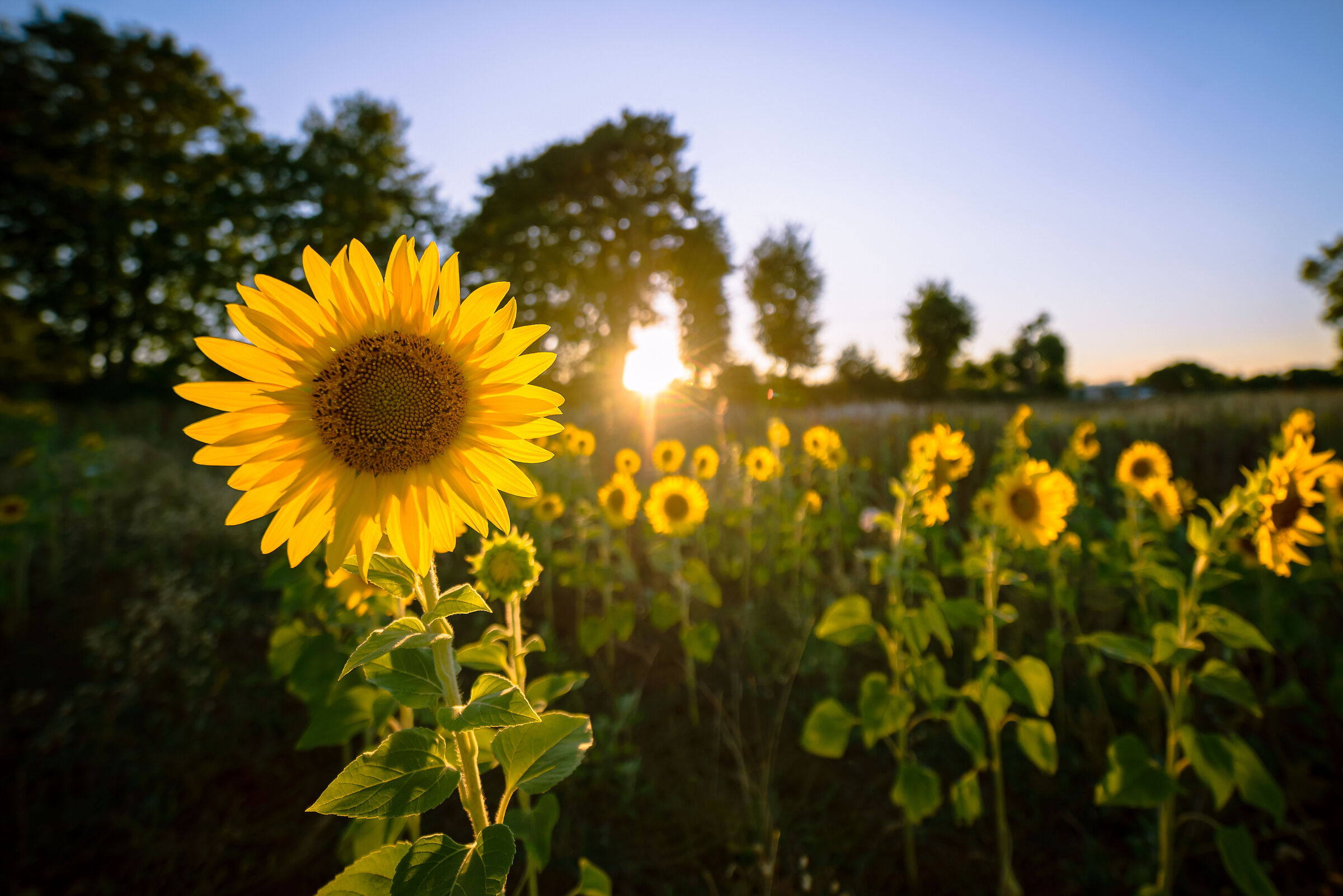 Il sole bacia i belli (non io, ma il girasole)