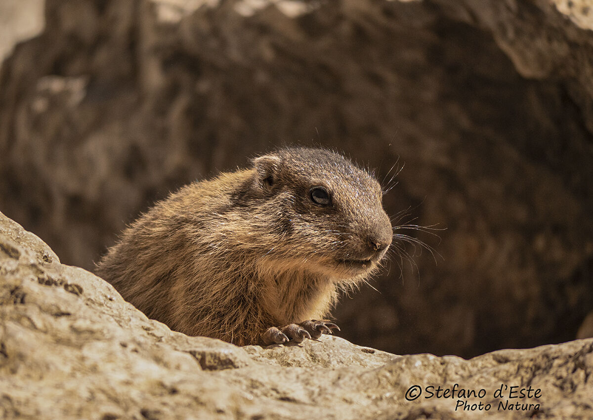 Marmot