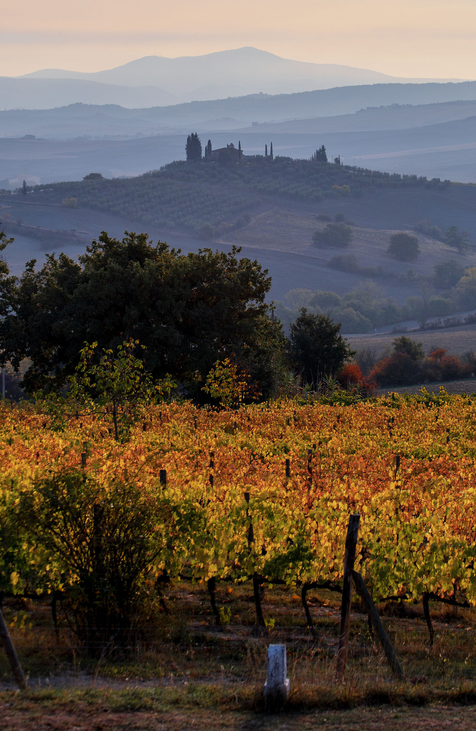 vigne autunnali toscana