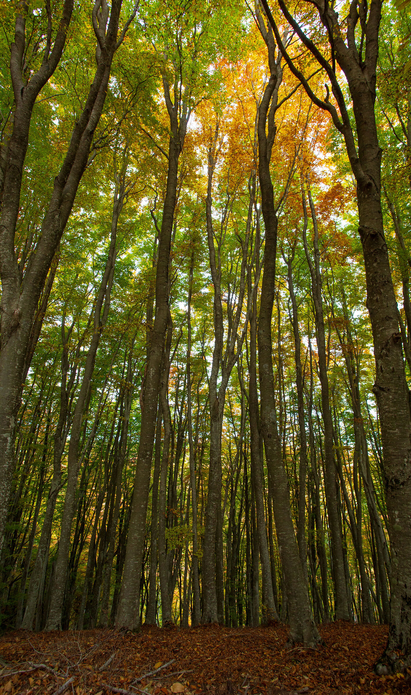 toscana foliage