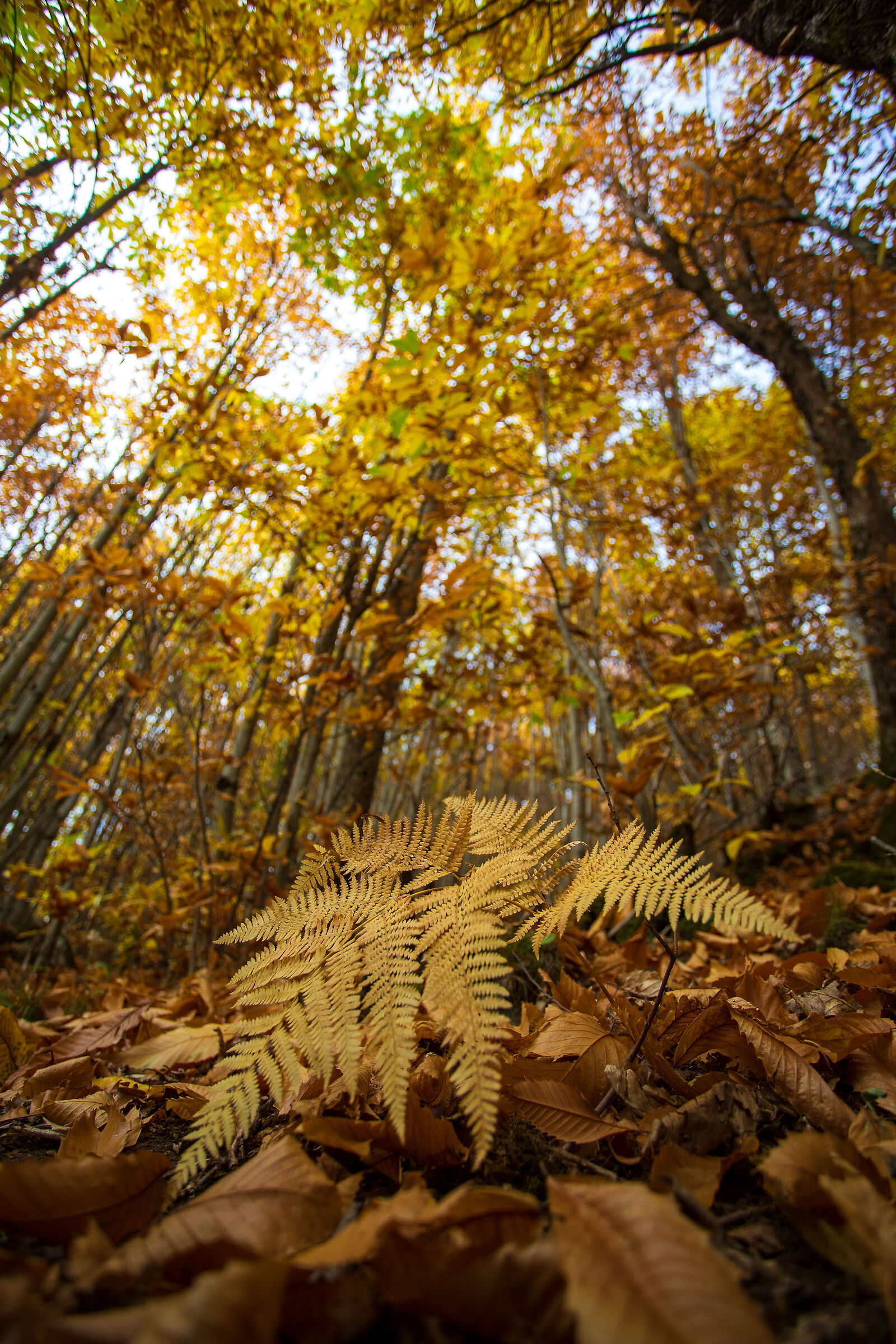 toscana foliage